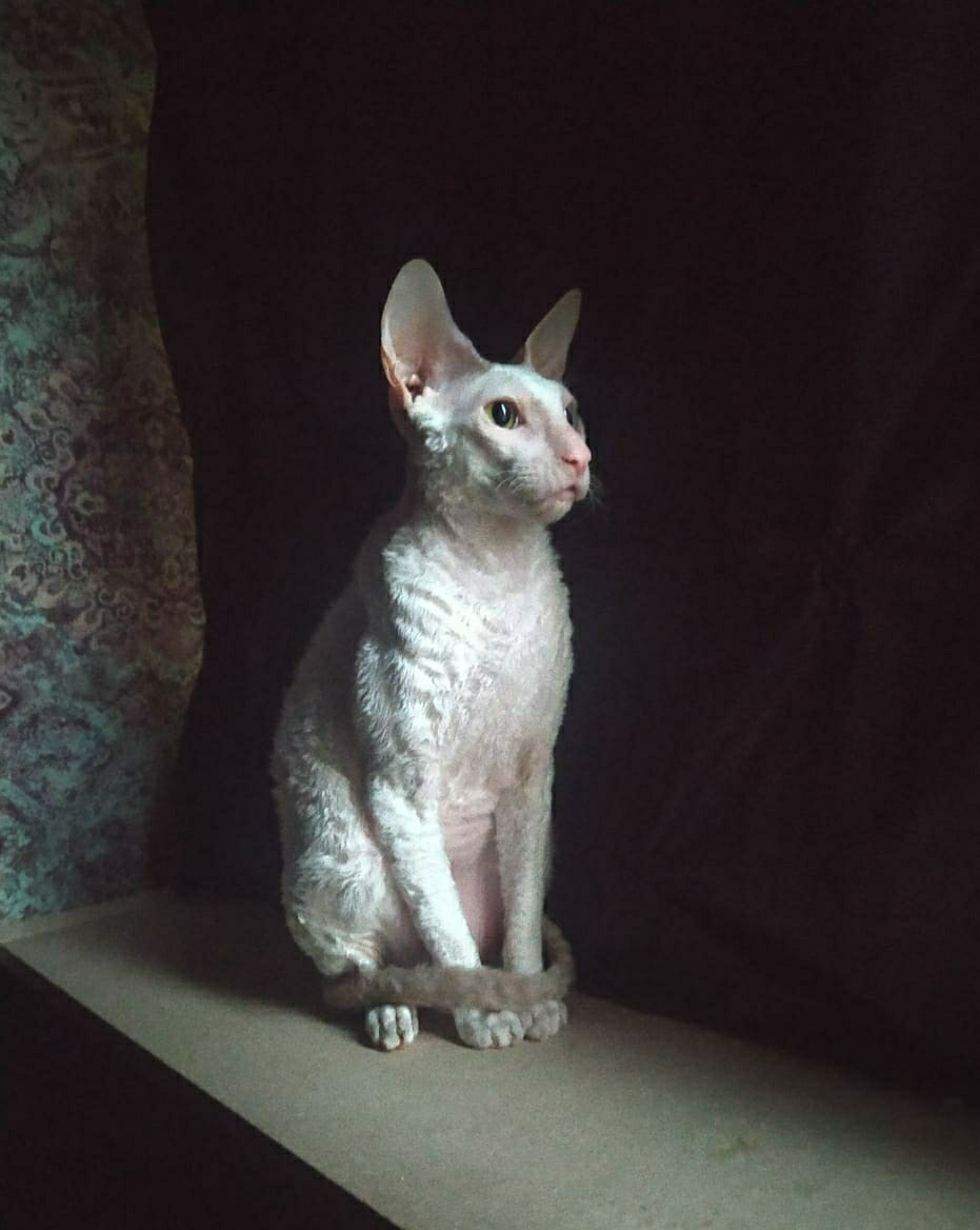 Cornish Rex Thomas - My, cat, Cornish Rex, Longpost, Heterochromia