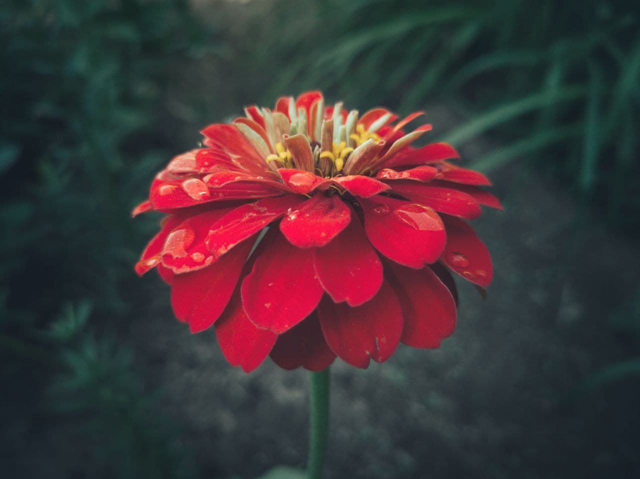 flower bed officer - My, Flowers, Zinnia, Major