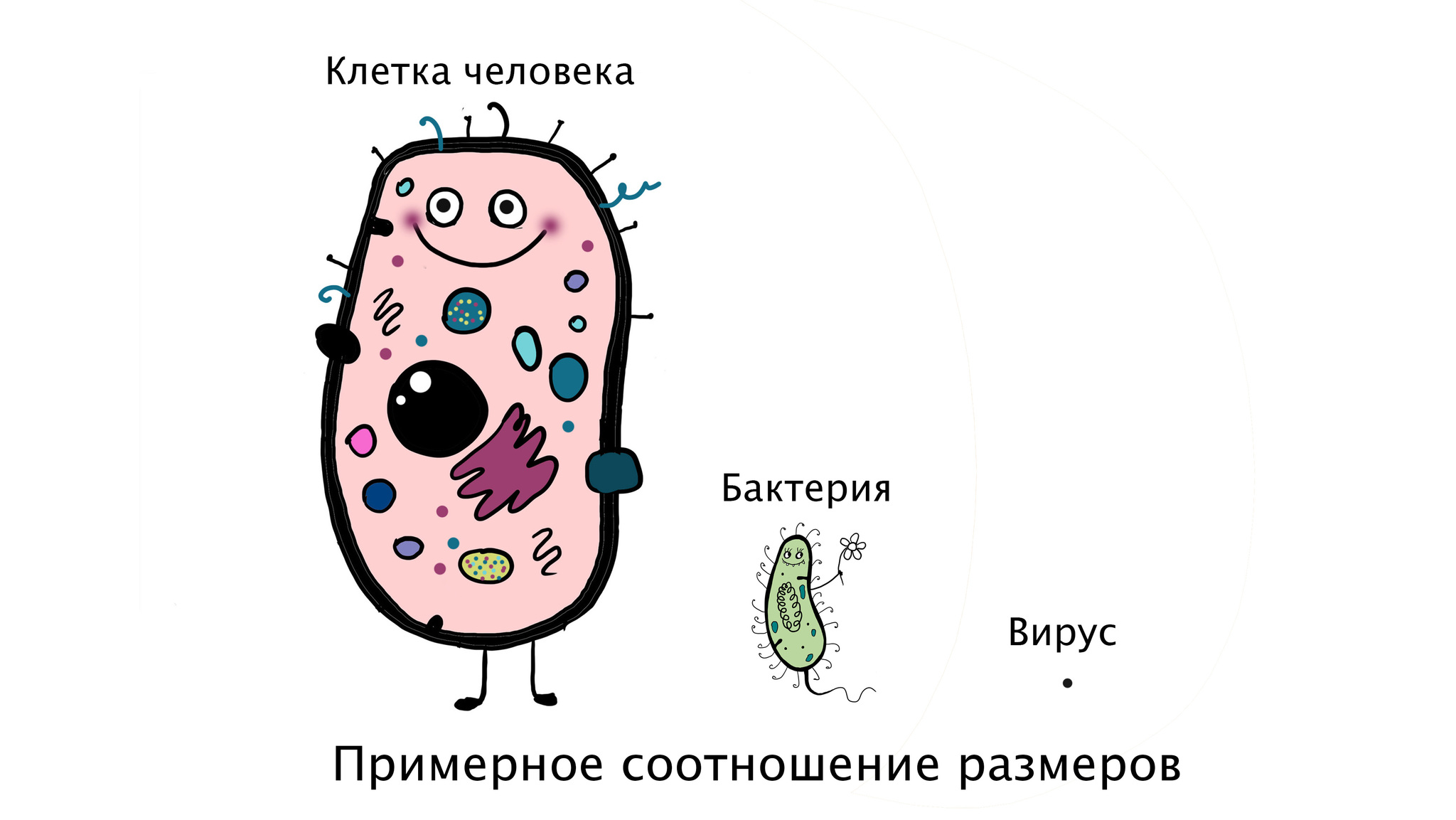 Вирусы. Война миров часть 4 - Моё, Вирус, Коронавирус, Здоровье, Иммунитет, Научпоп, Биология, Длиннопост