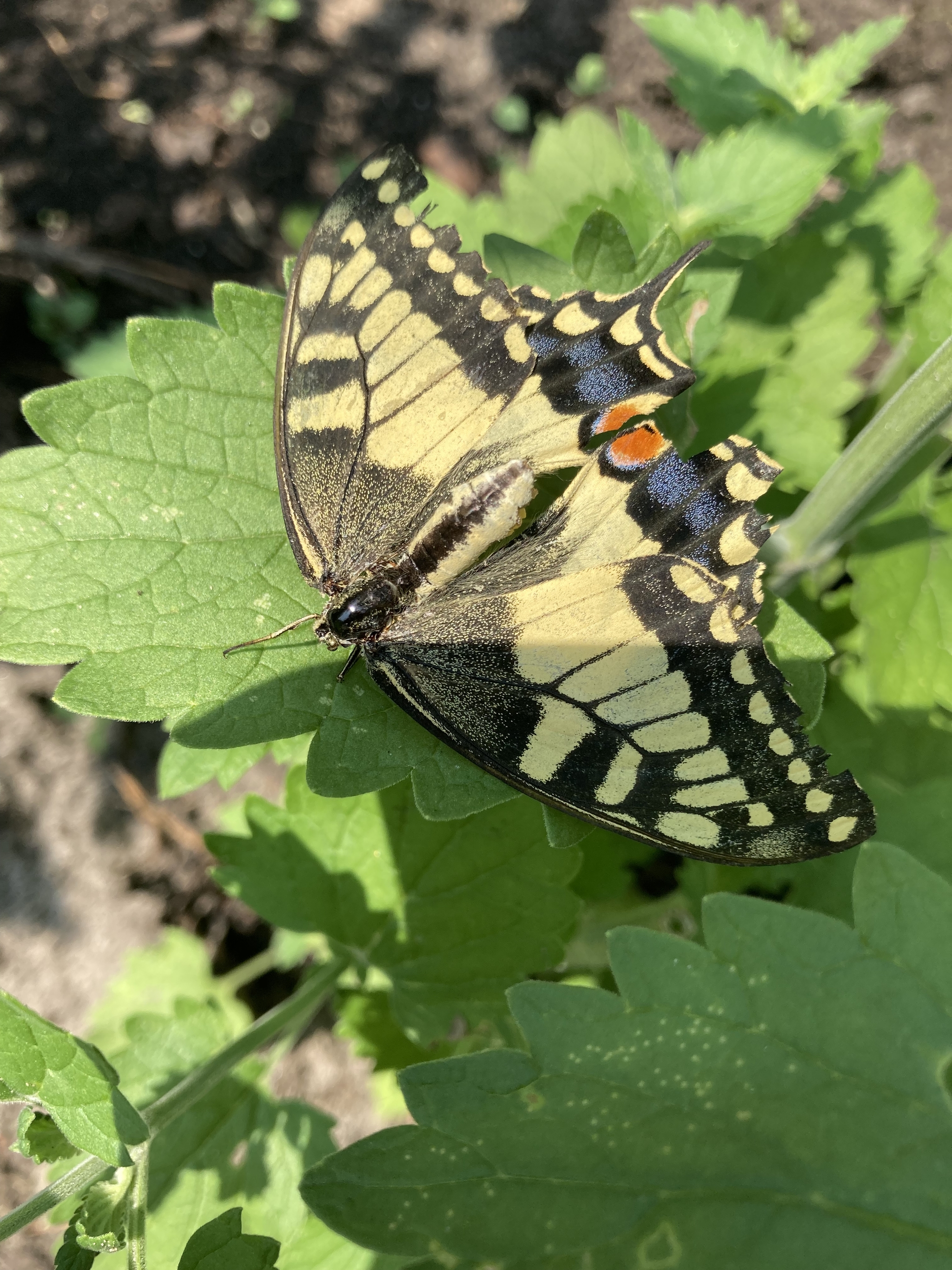 The story of a butterfly - Nature, Butterfly, Longpost