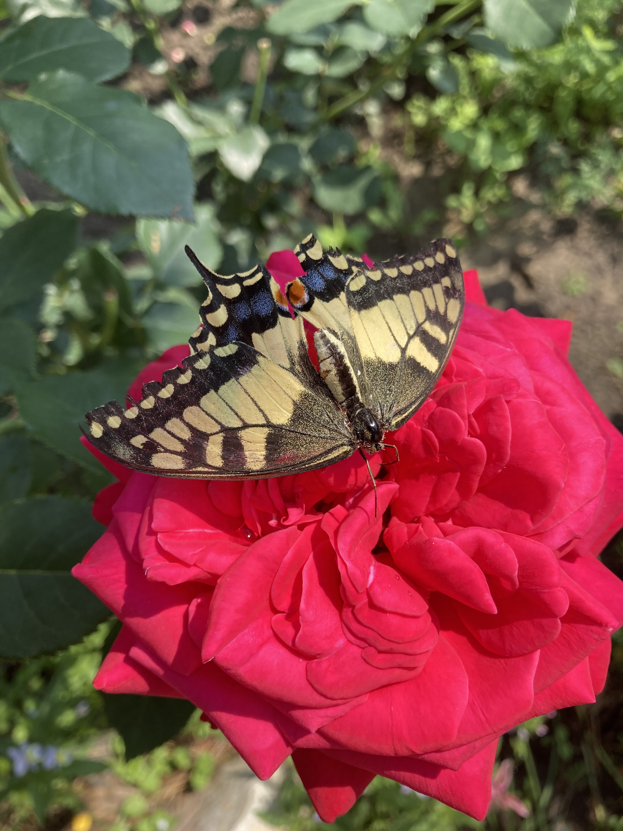 The story of a butterfly - Nature, Butterfly, Longpost