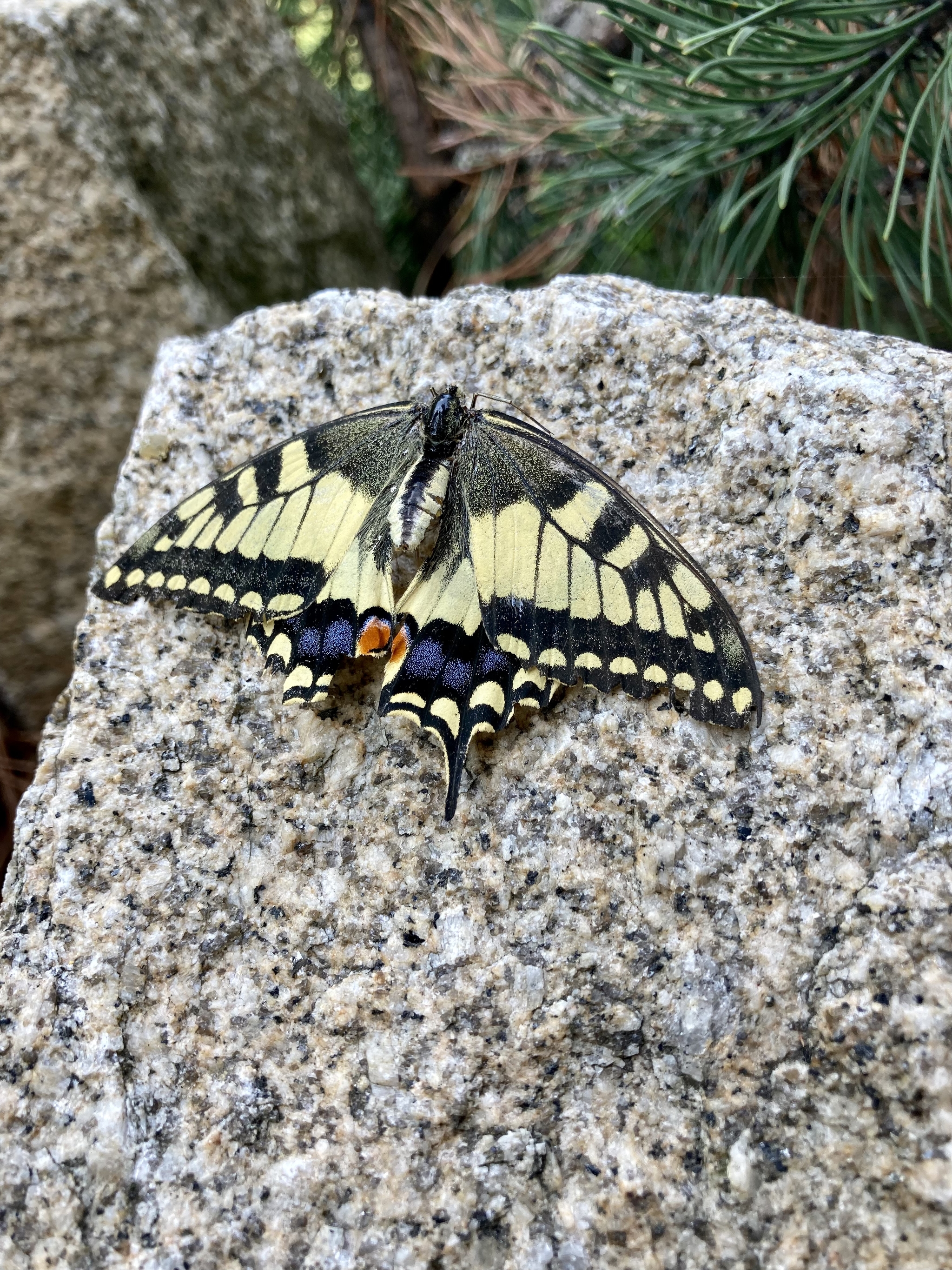 The story of a butterfly - Nature, Butterfly, Longpost