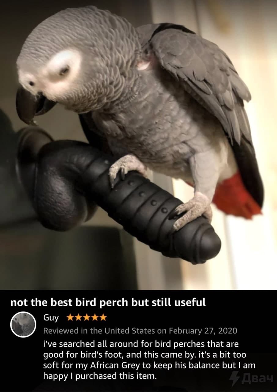 New perches - NSFW, A parrot, Dildo, Amazon, Longpost