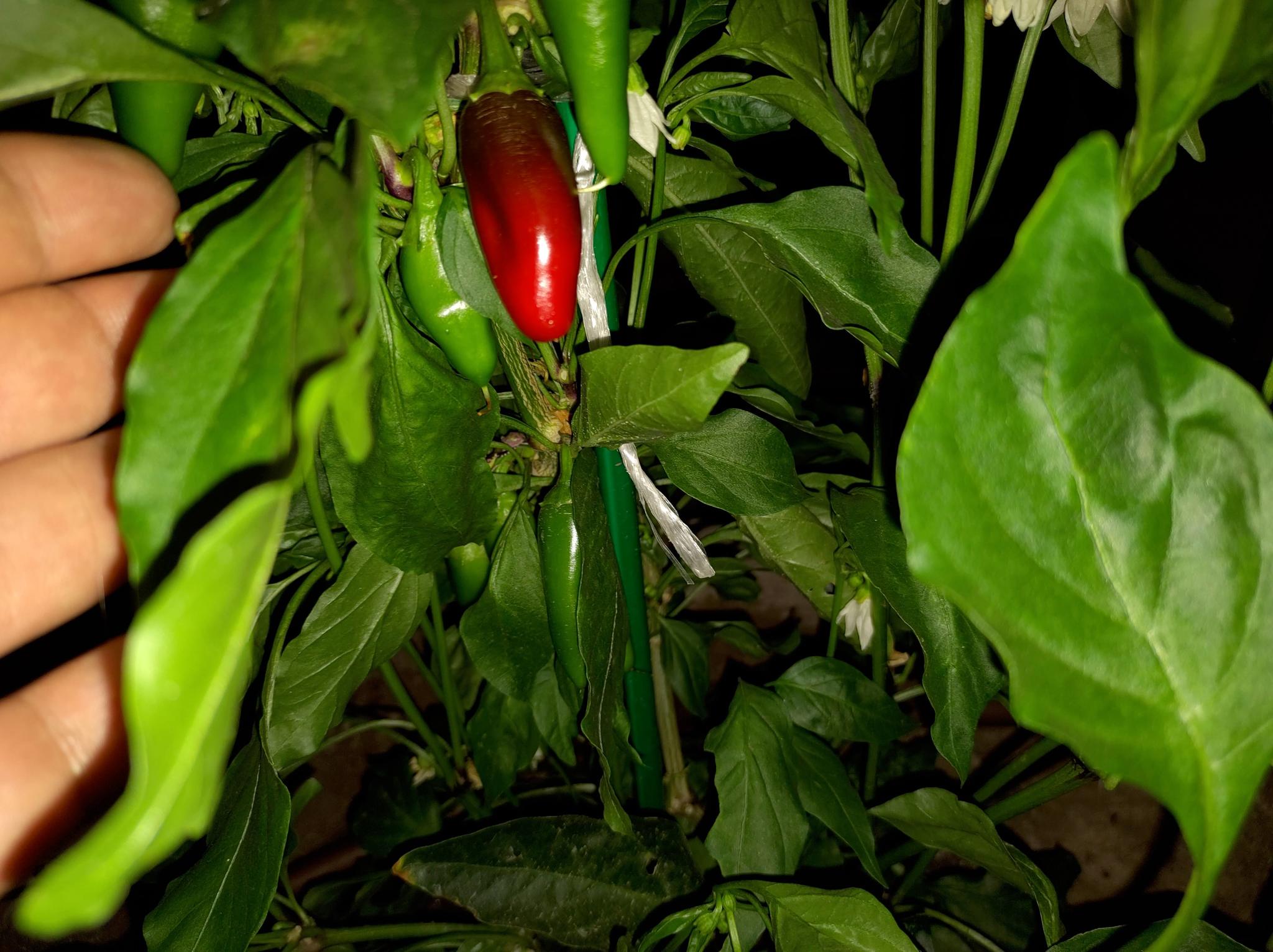 jalapeno - My, Pepper farming, Sharp information, Longpost