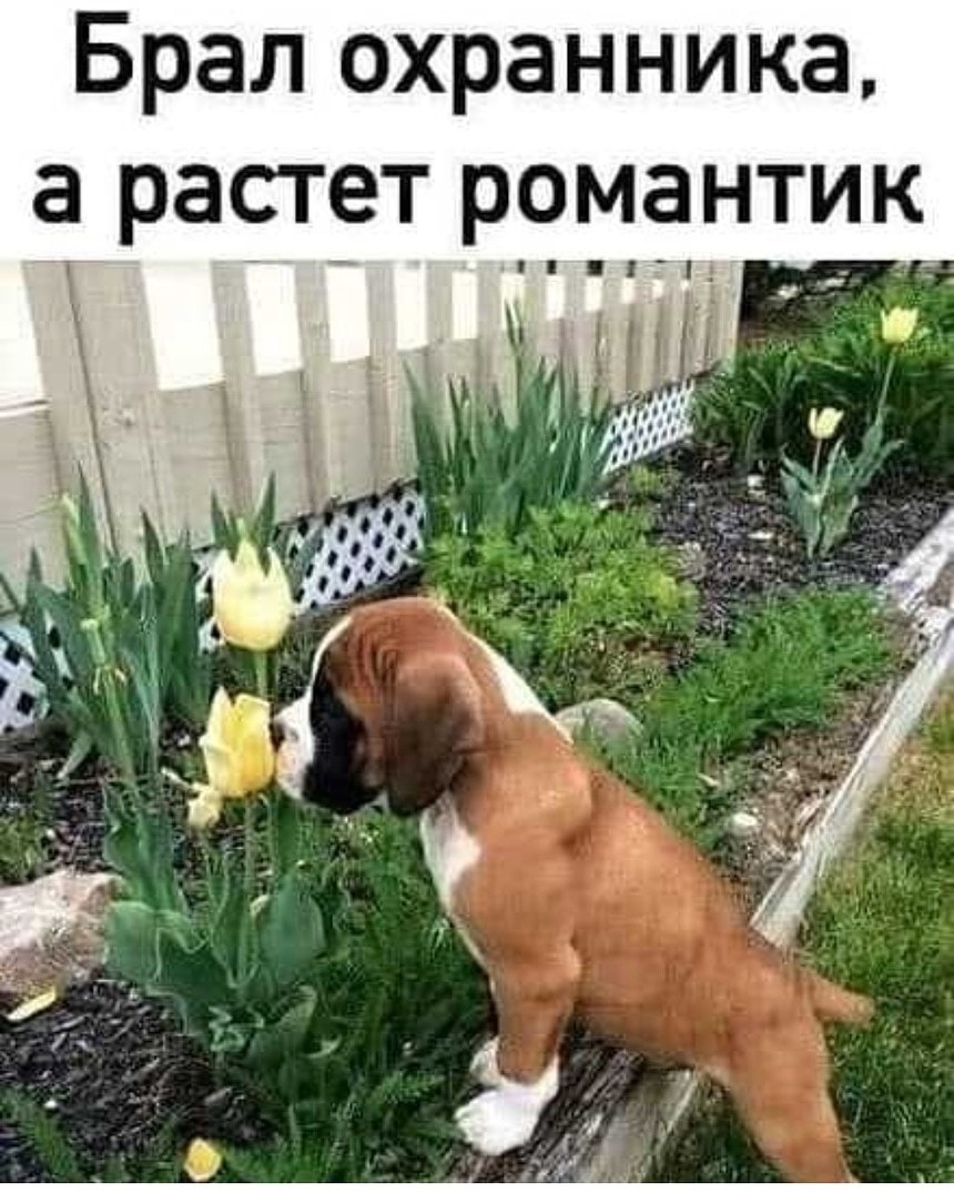 Romantic - Picture with text, Humor, Dog, Flowers, Puppies, Milota, German boxer