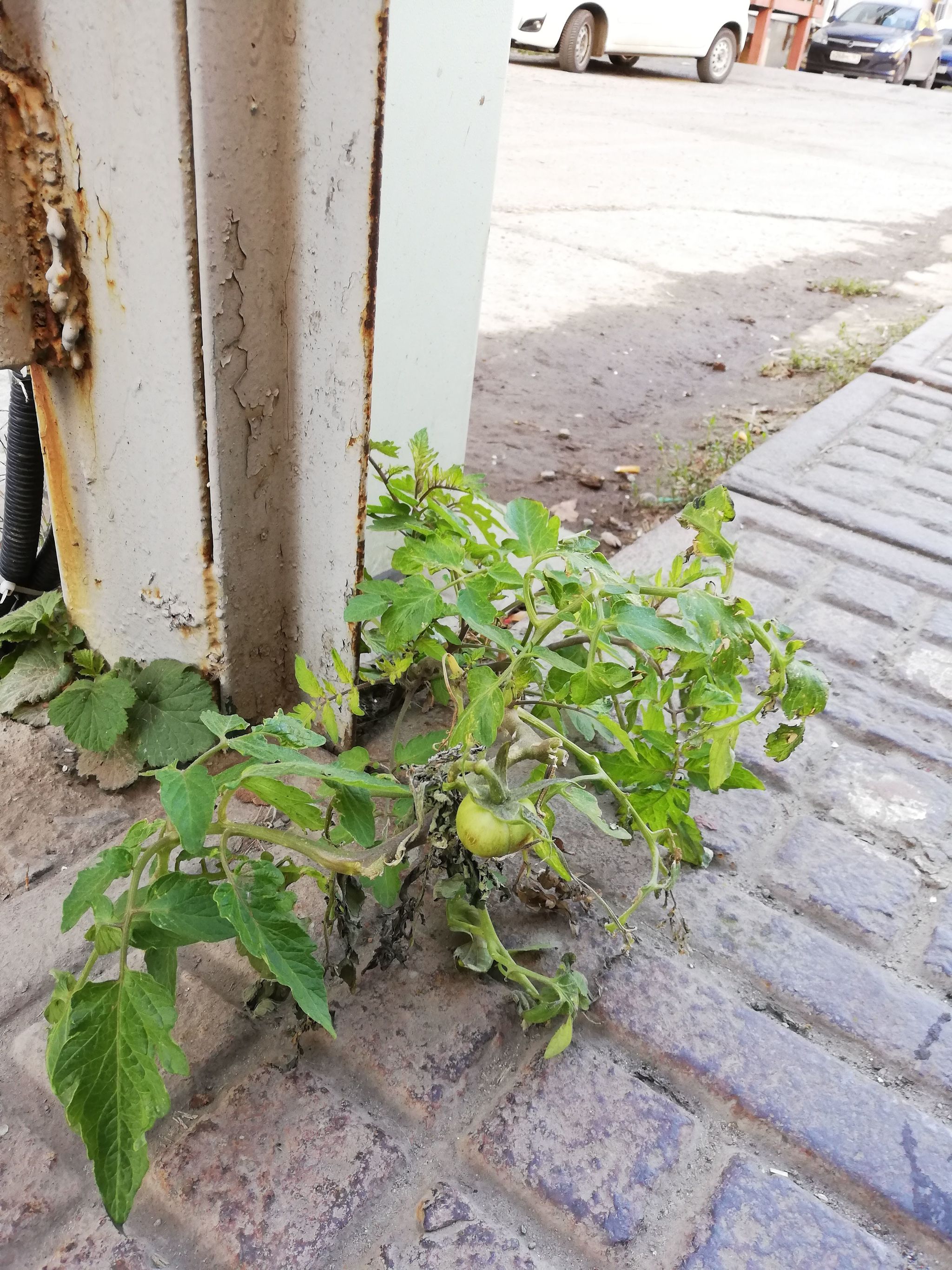 Tomato at the entrance - My, Tomatoes, Rostov-on-Don, Vegetables, Sidewalk