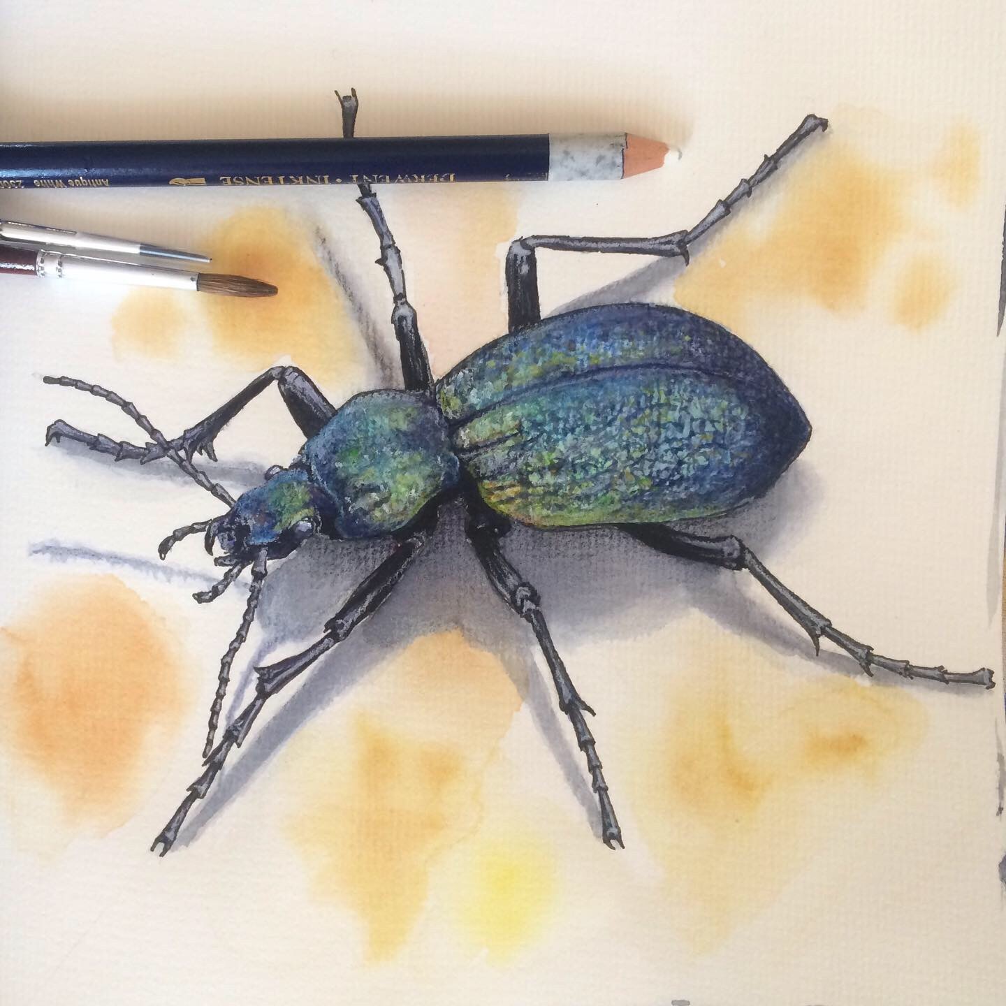 Crimean ground beetle - My, Drawing, Watercolor, Insects, Beginner artist, Longpost