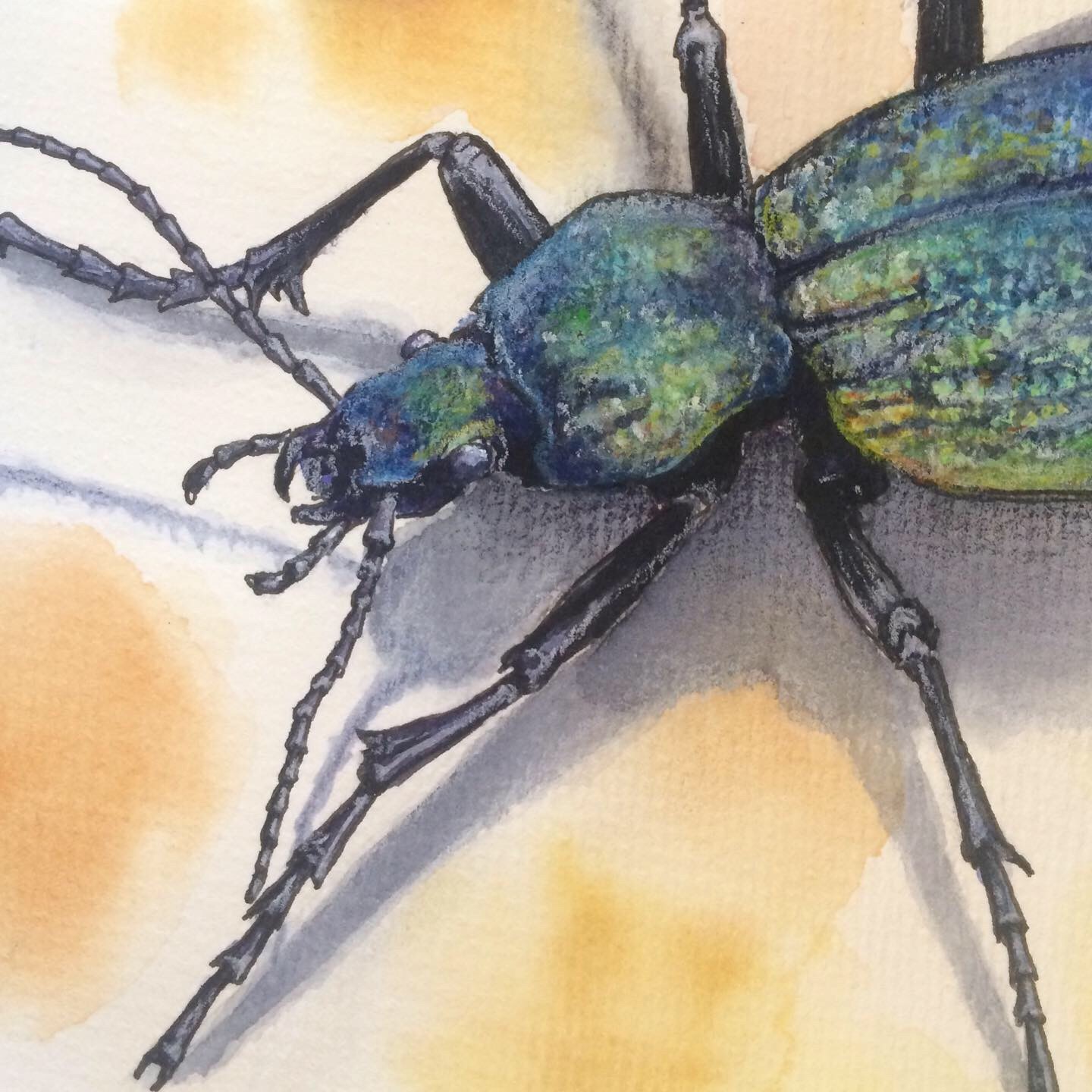 Crimean ground beetle - My, Drawing, Watercolor, Insects, Beginner artist, Longpost