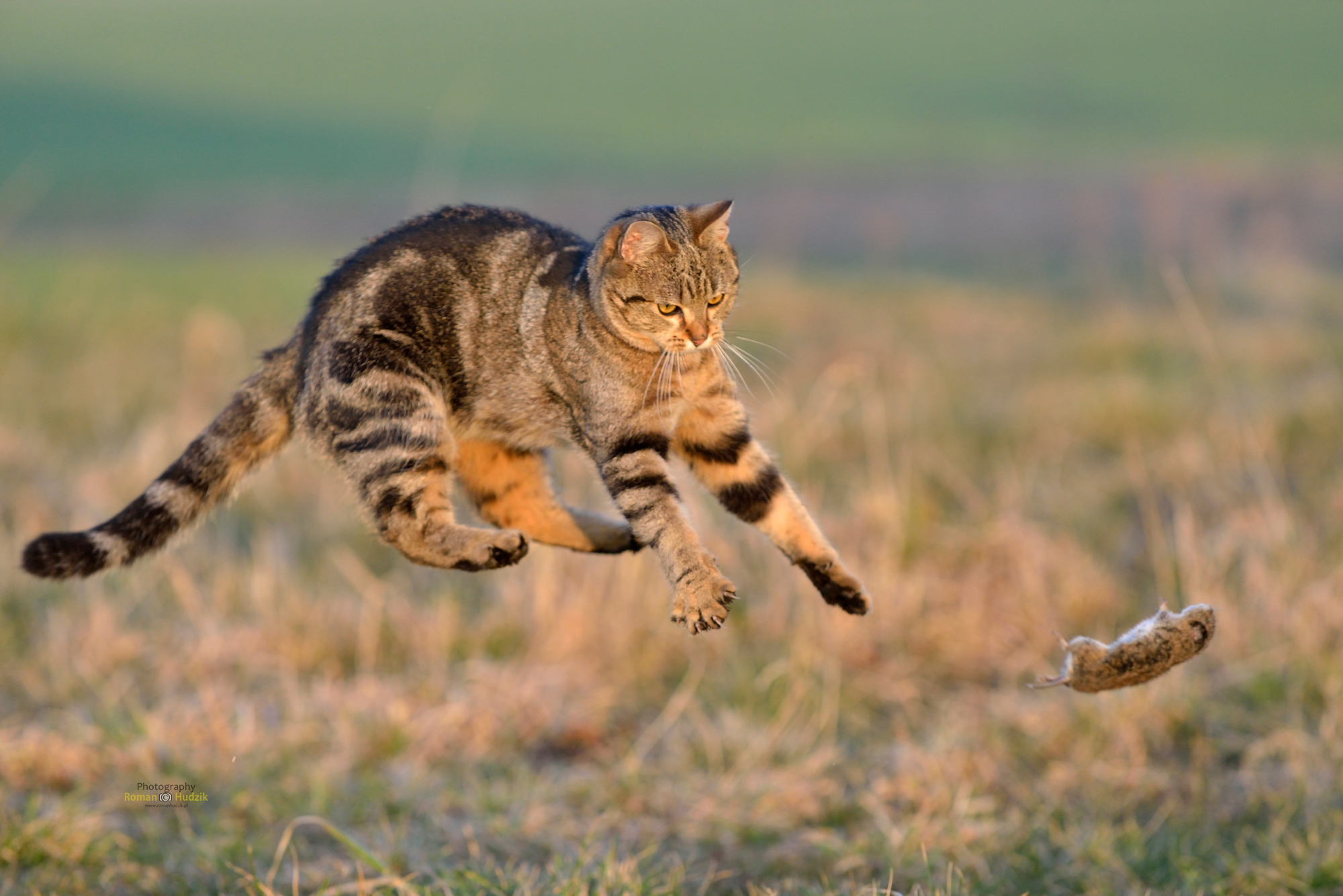 The hunt is on... - The photo, cat, Animals, Hunting