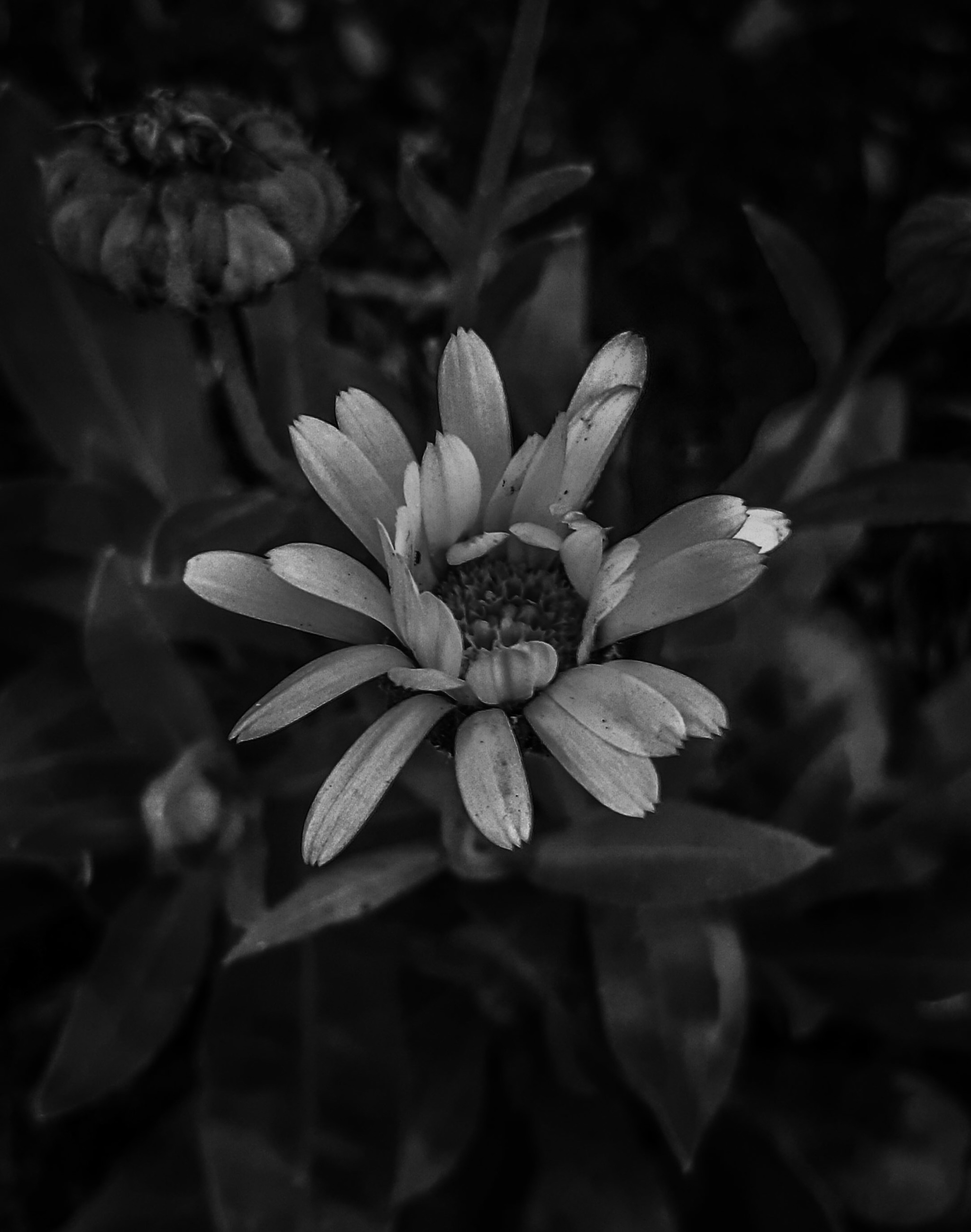 Black and white version - Longpost, Flowers, Image editing, Black and white photo, Mobile photography, My