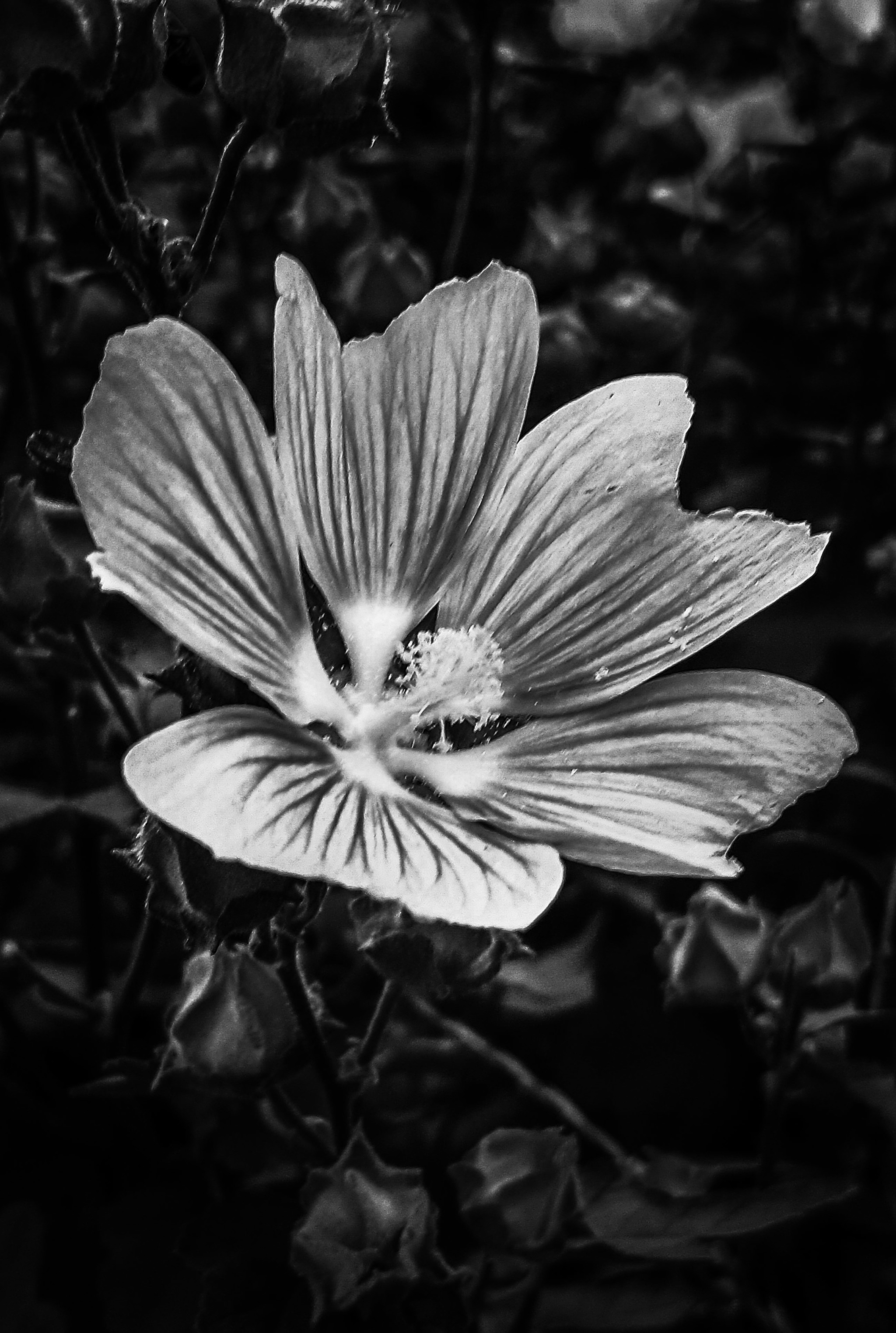 Black and white version - Longpost, Flowers, Image editing, Black and white photo, Mobile photography, My