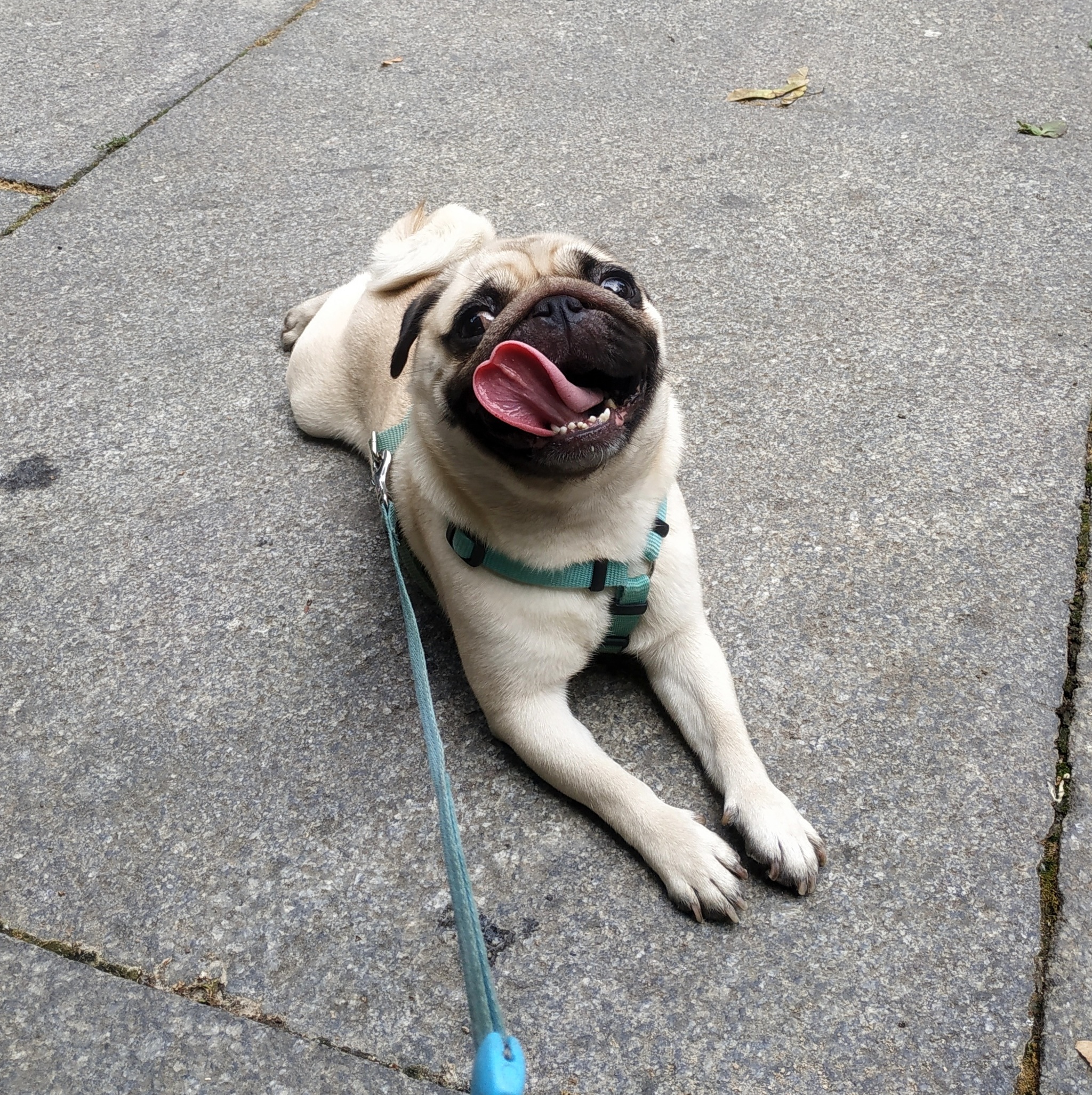 Smile! - My, Pug, Smile, Dog, Puppies, Heat, Language