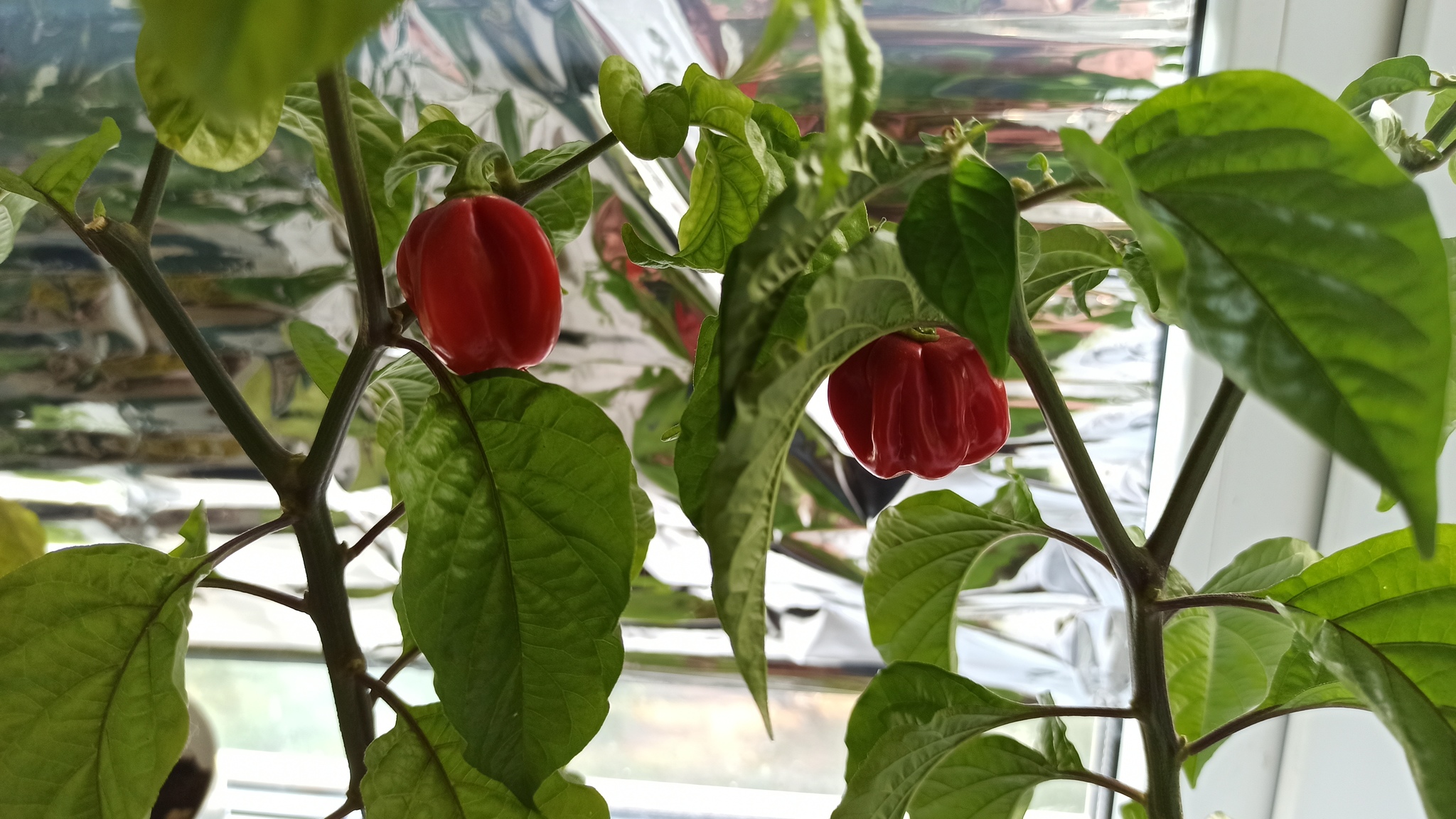 Mini crop of peppers - My, Habanero, Jalapeno, Hot peppers