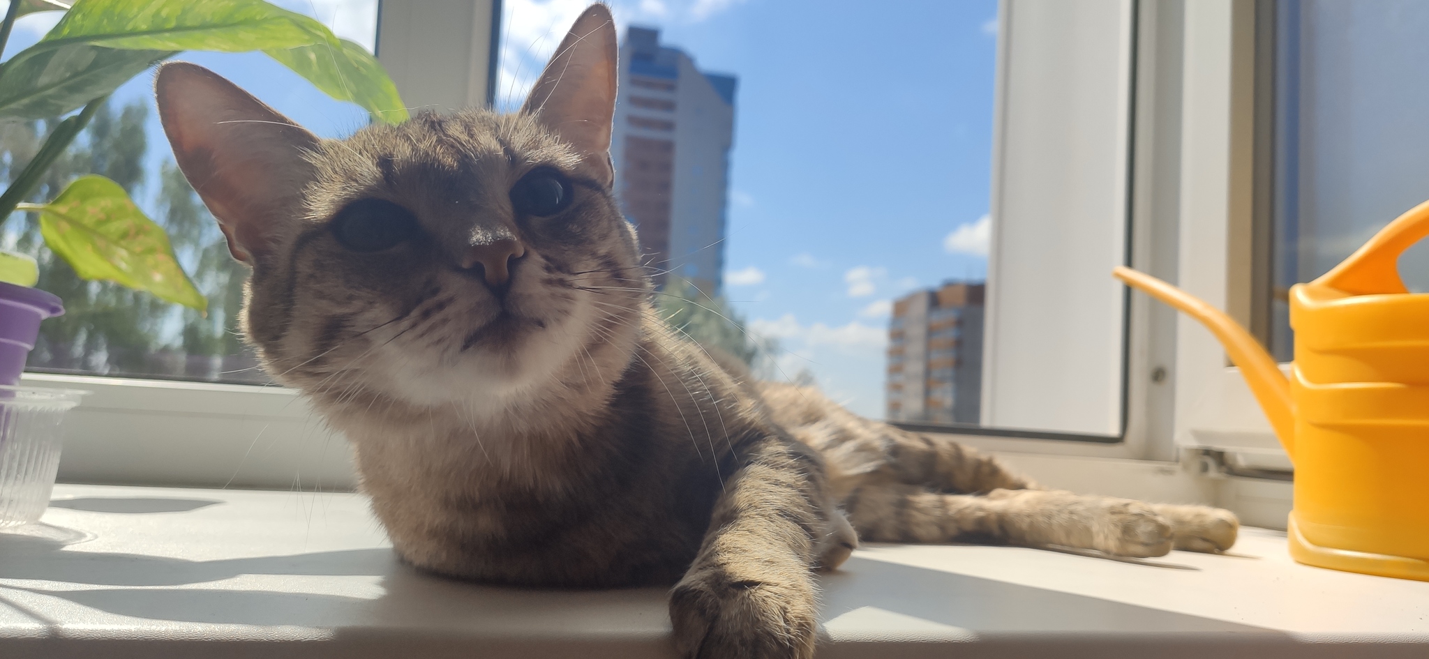 Cat Busya on the windowsill in the light of the sun - My, The photo, cat, The sun, Windowsill, Flowers, Watering can, Window