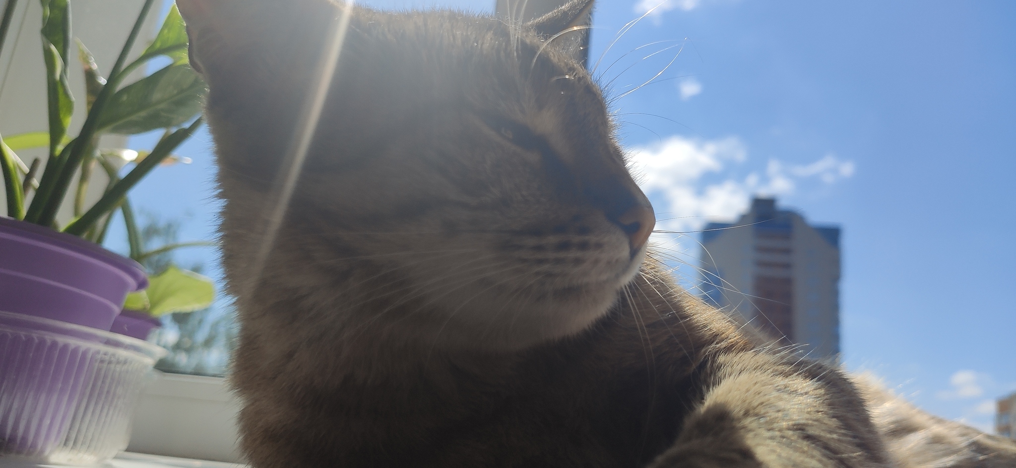 Cat Busya on the windowsill in the light of the sun - My, The photo, cat, The sun, Windowsill, Flowers, Watering can, Window