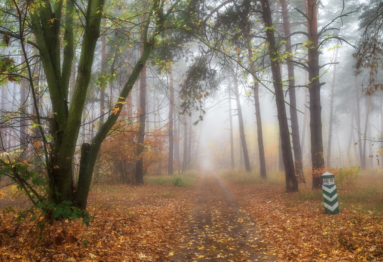 white fog time - The photo, Fog, Forest, Tree