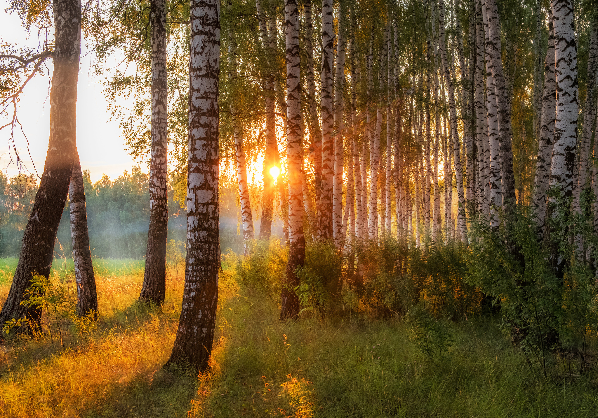 Morning tenderness - The photo, Birch, Landscape