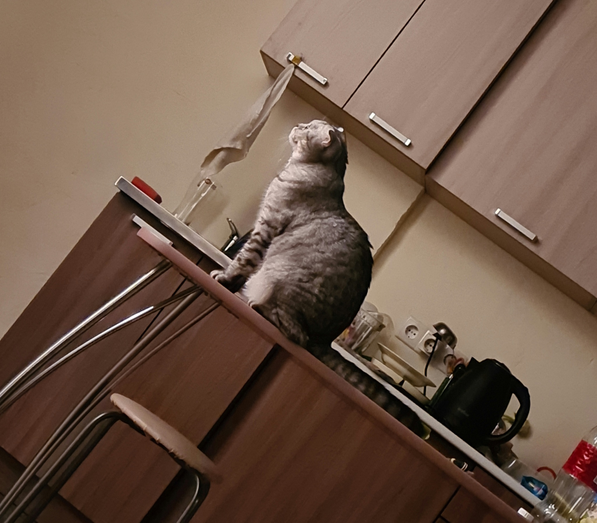 Hunger is a delicate matter... - My, cat, The photo, Scottish lop-eared, Maine Coon, Video, Longpost