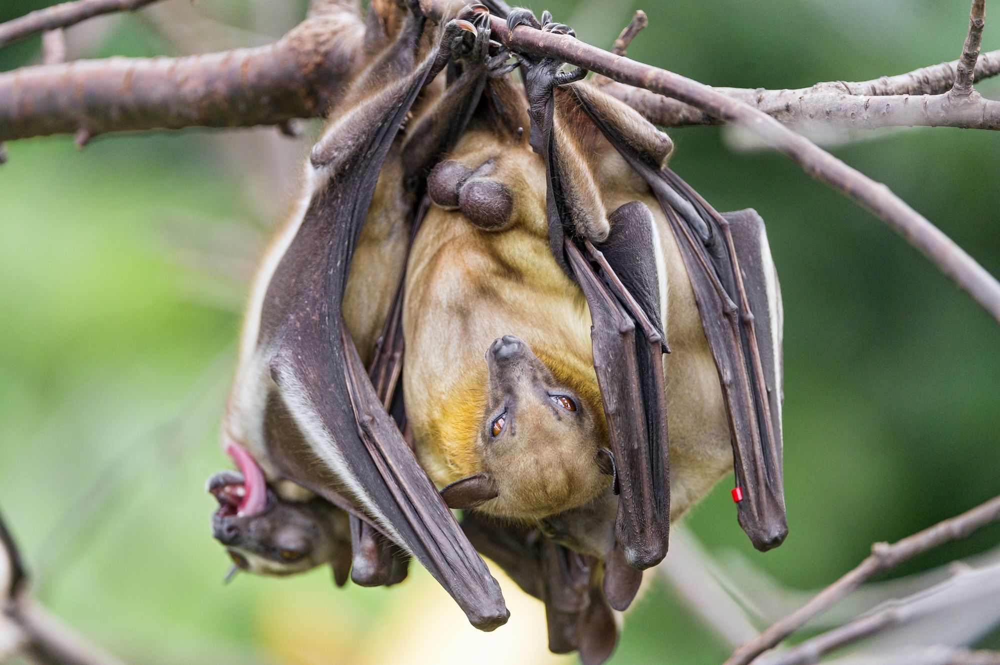 palm fruit bat - Bats, Bats, Animals, Zoo, The photo