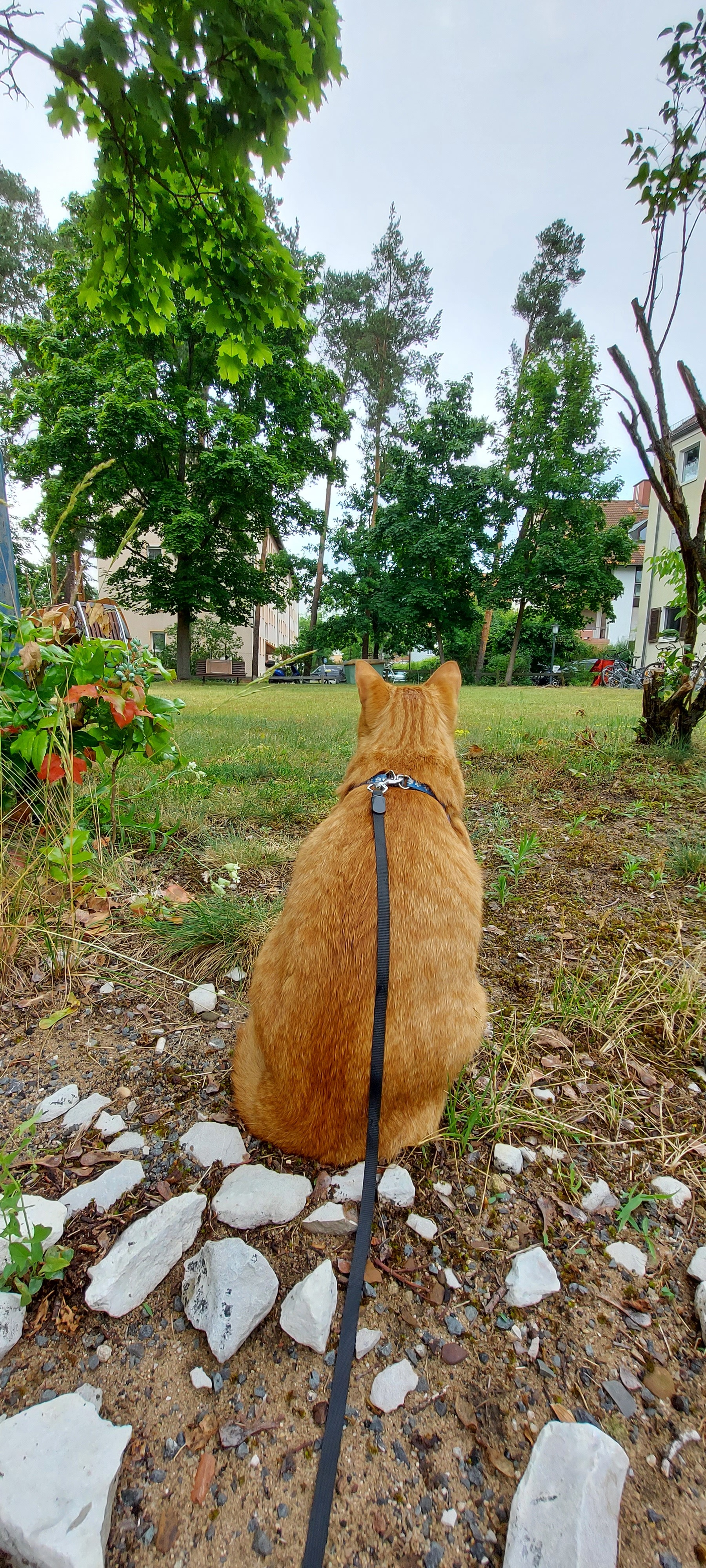 Walk - cat, Walk, Longpost