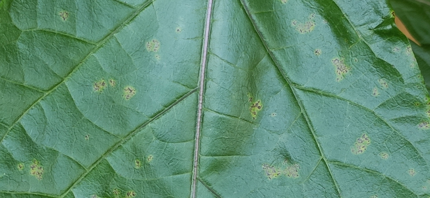 Carolina Reaper and Trinidad Scorpion disease, help identify - My, Pepper, Pepper farming, Carolinian Reaper, Trinidad Scorpion, Disease, Fungus, Pests, Growing, Longpost