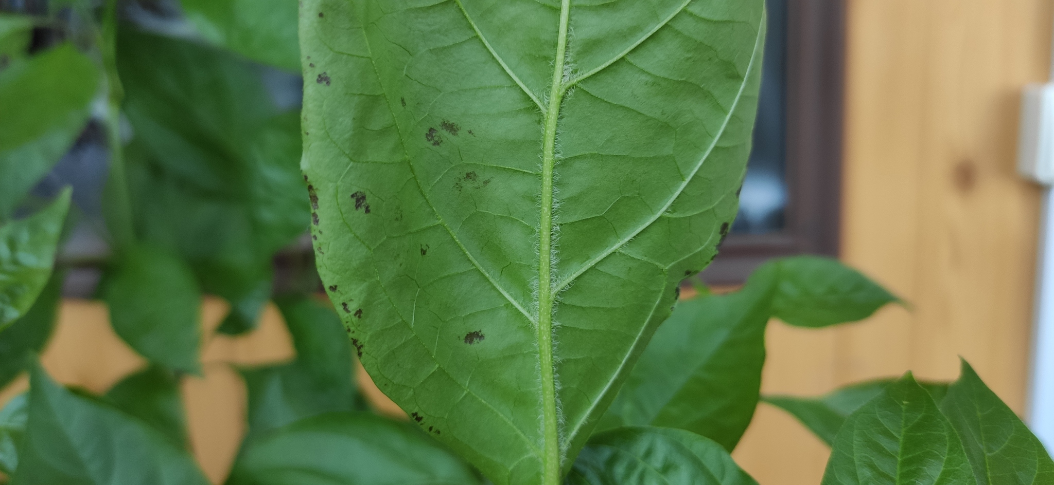 Carolina Reaper and Trinidad Scorpion disease, help identify - My, Pepper, Pepper farming, Carolinian Reaper, Trinidad Scorpion, Disease, Fungus, Pests, Growing, Longpost