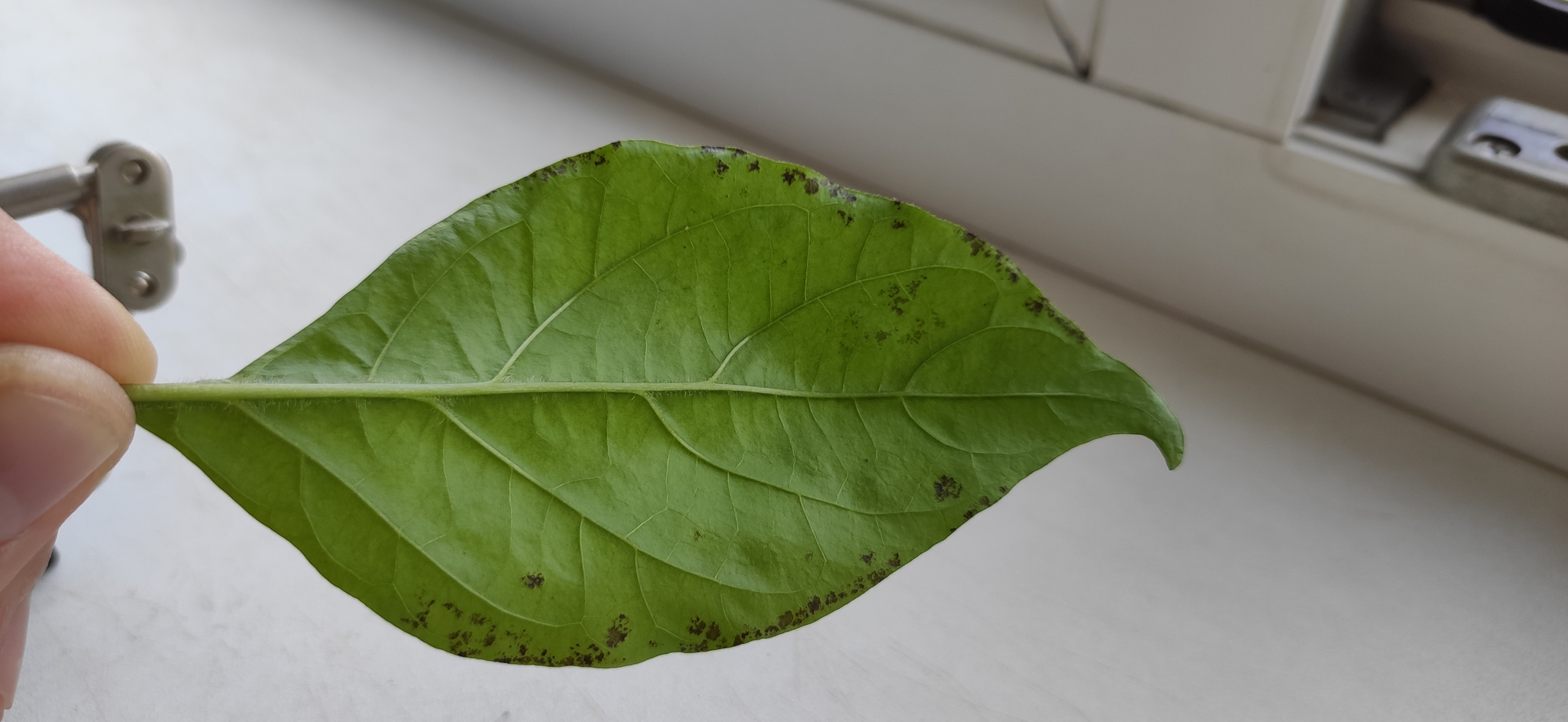 Carolina Reaper and Trinidad Scorpion disease, help identify - My, Pepper, Pepper farming, Carolinian Reaper, Trinidad Scorpion, Disease, Fungus, Pests, Growing, Longpost