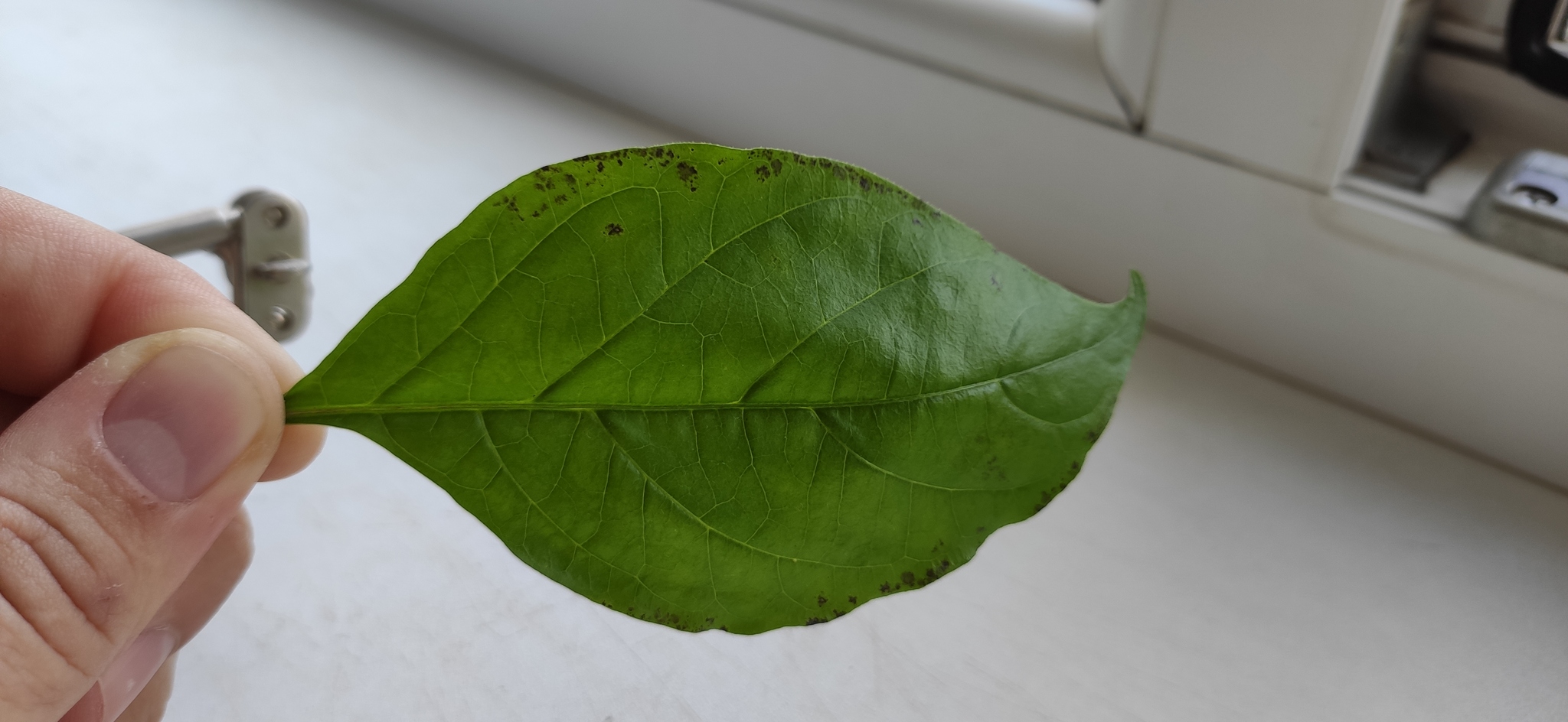 Carolina Reaper and Trinidad Scorpion disease, help identify - My, Pepper, Pepper farming, Carolinian Reaper, Trinidad Scorpion, Disease, Fungus, Pests, Growing, Longpost