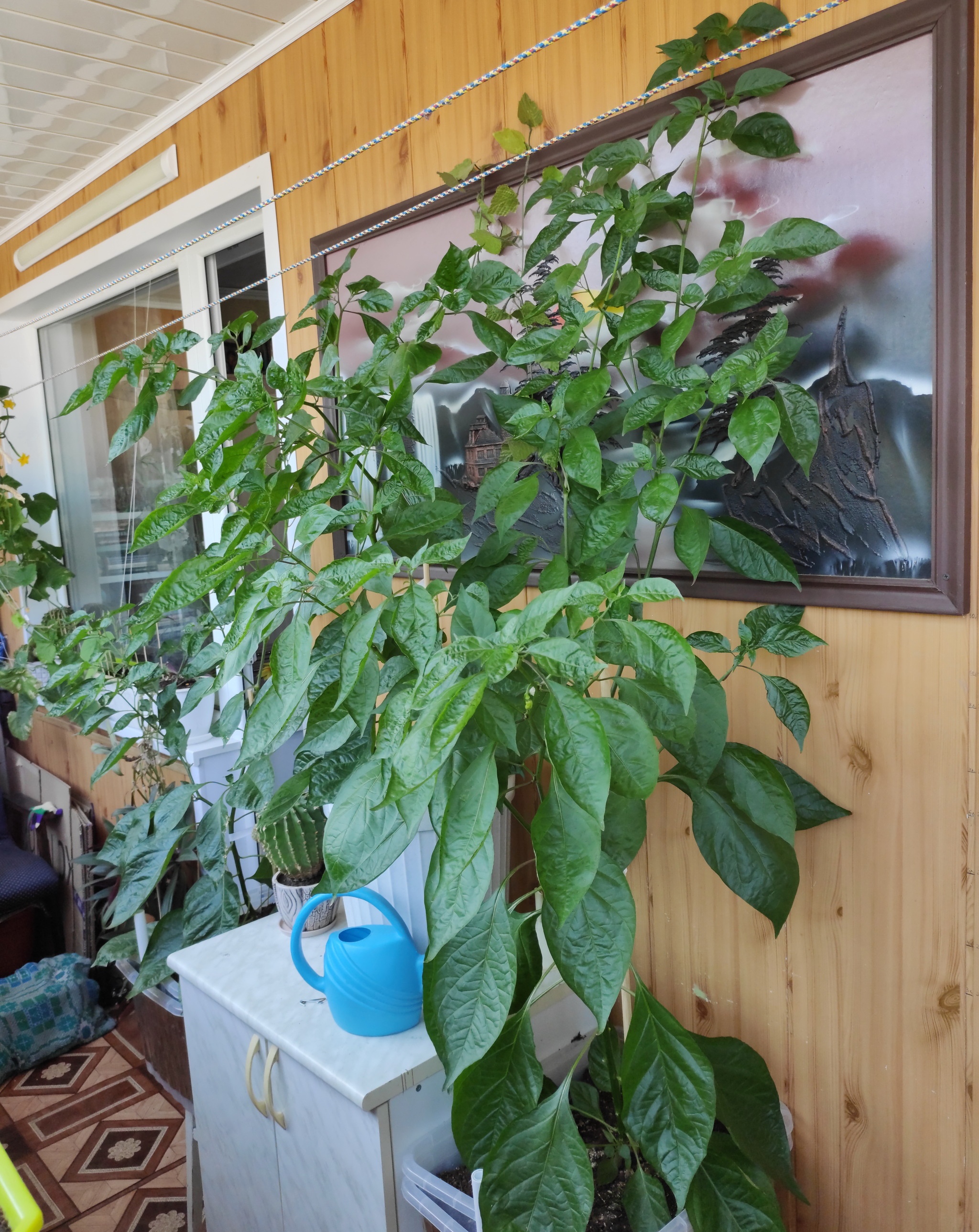 Carolina Reaper and Trinidad Scorpion disease, help identify - My, Pepper, Pepper farming, Carolinian Reaper, Trinidad Scorpion, Disease, Fungus, Pests, Growing, Longpost