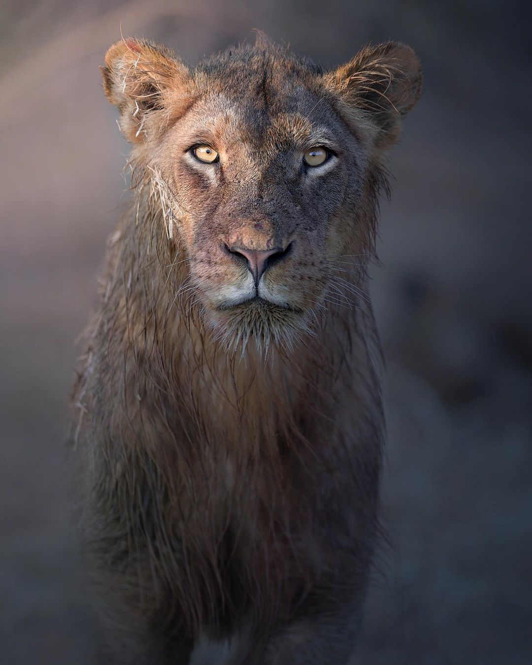 Wild cats - Big cats, Cat family, Leopard, Tiger, a lion, Lioness, Lion cubs, Small cats, , Cheetah, Wild animals, Longpost, The photo