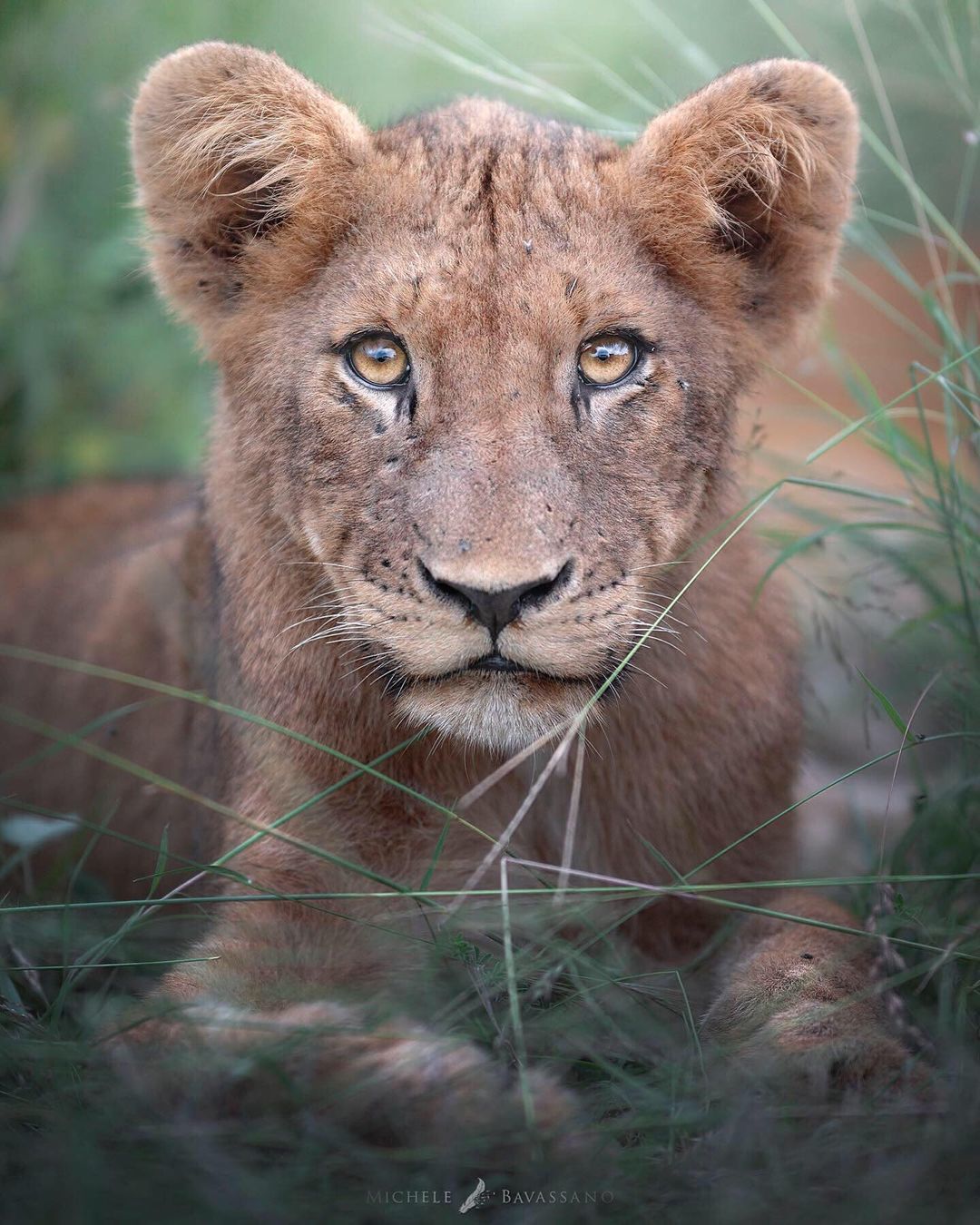 Wild cats - Big cats, Cat family, Leopard, Tiger, a lion, Lioness, Lion cubs, Small cats, , Cheetah, Wild animals, Longpost, The photo