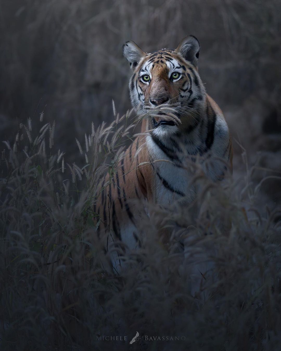 Wild cats - Big cats, Cat family, Leopard, Tiger, a lion, Lioness, Lion cubs, Small cats, , Cheetah, Wild animals, Longpost, The photo