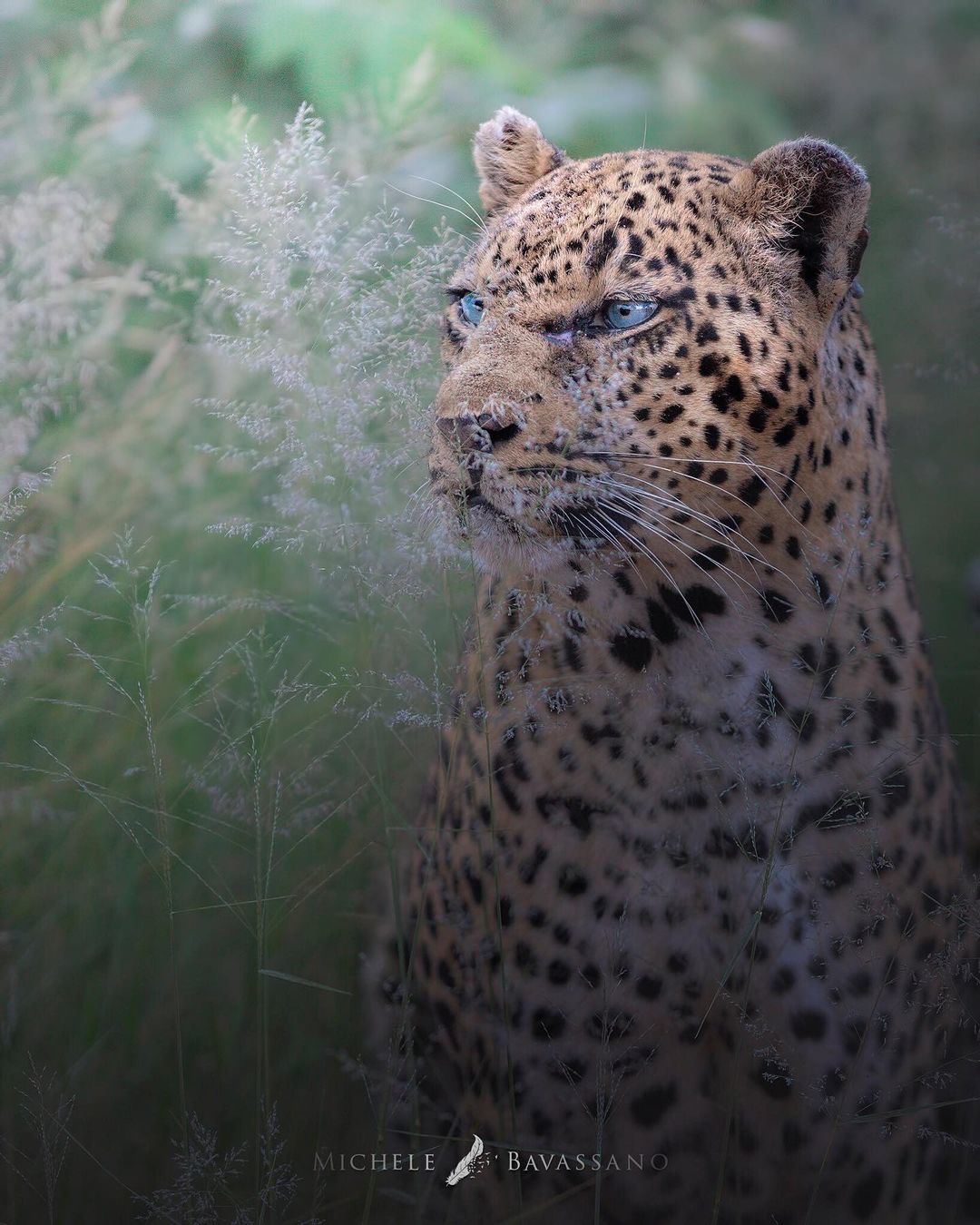 Wild cats - Big cats, Cat family, Leopard, Tiger, a lion, Lioness, Lion cubs, Small cats, , Cheetah, Wild animals, Longpost, The photo