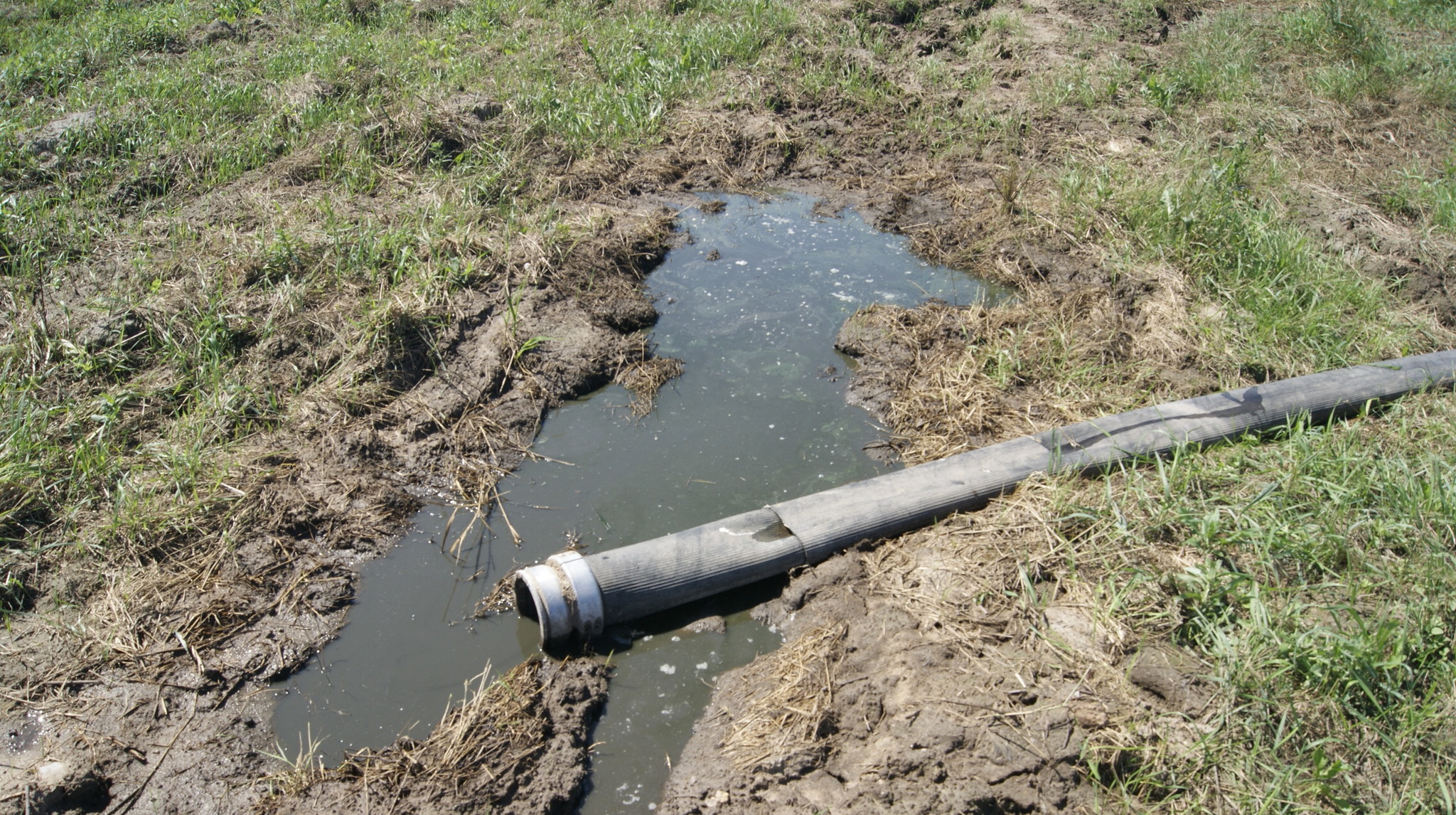 Drain off the dregs - My, Draining, Environmental pollution, Pigsty, Negative, Longpost