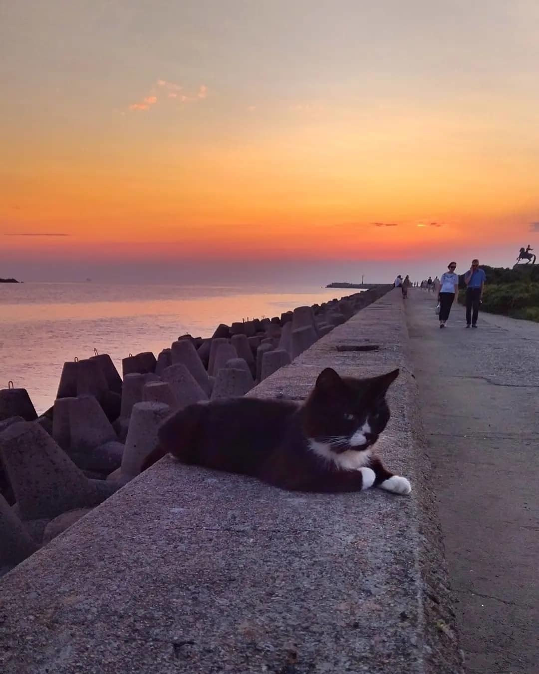 seaside cat - Kaliningrad region, Baltiysk, Pillau, Baltic Sea, Sea, Sunset, cat