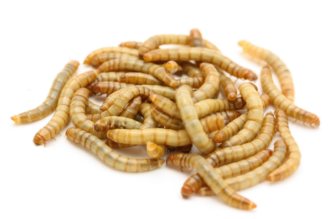 About exotic foods - My, Insectophobia, Insects, Scolopendra, Animal feed, Exotic animals, Video, Longpost