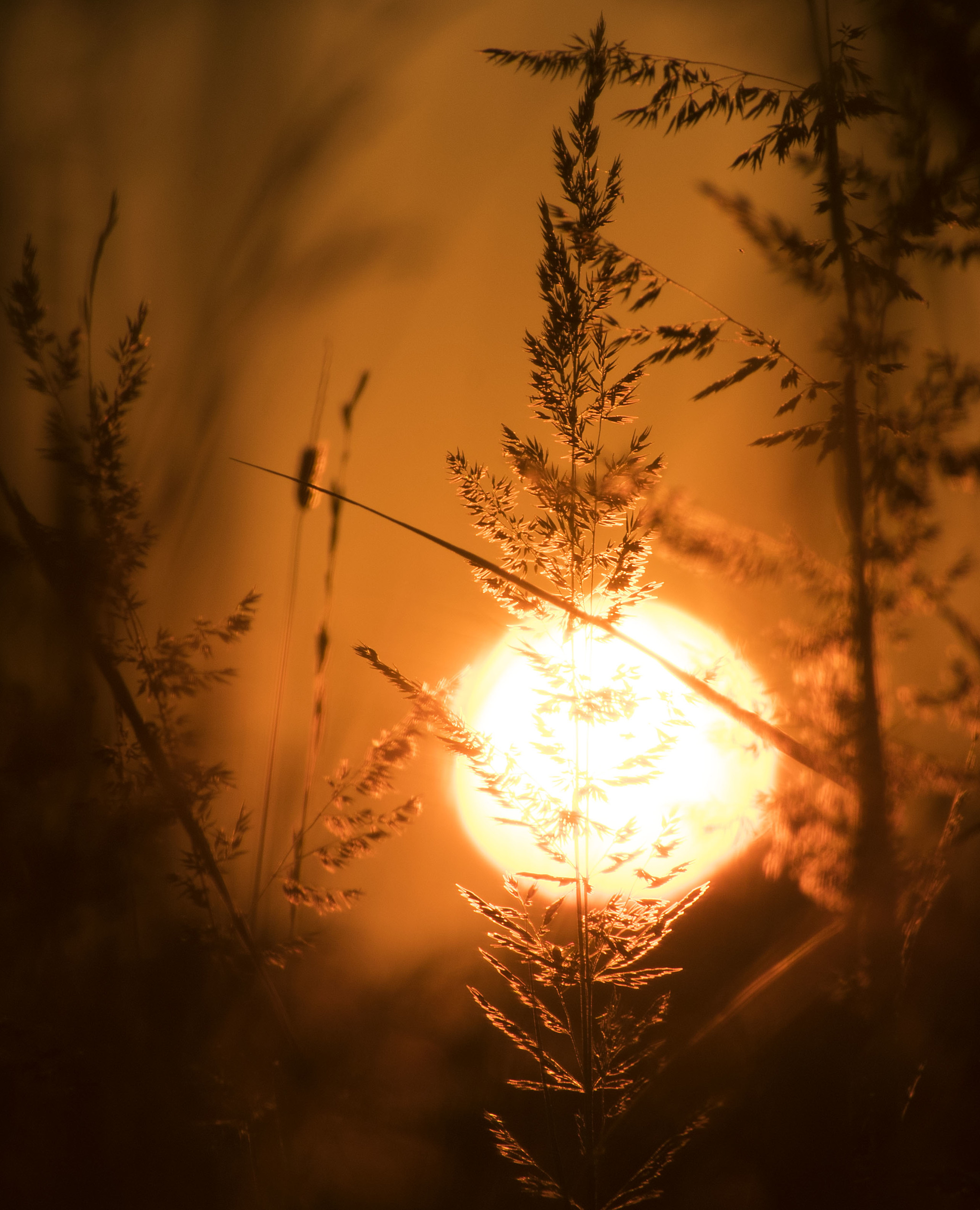 The best. - My, Birds, Predator birds, Dog, Sunset, Summer, Vacation, Nature, Donbass, , Photo hunting, Anthracite, Schelkovo, Travels, Video, Longpost