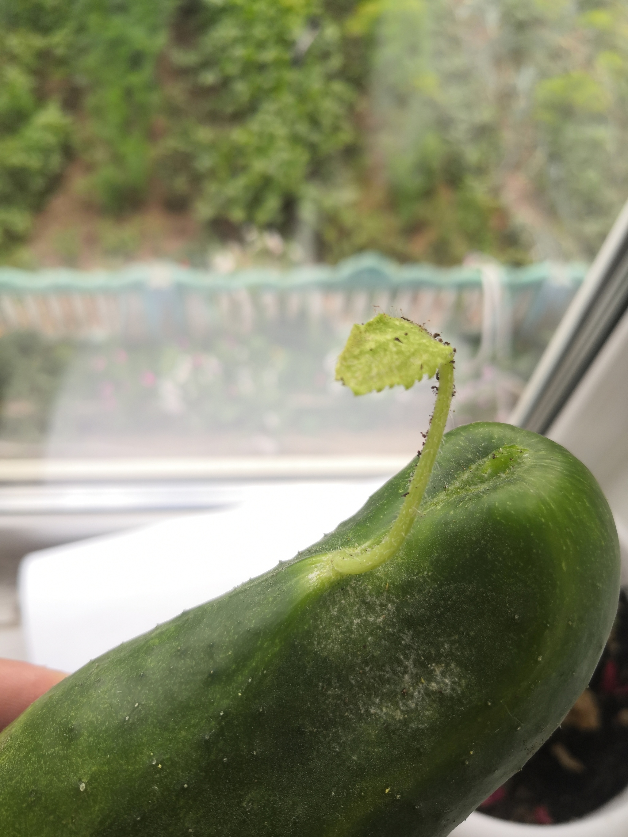 A cucumber grows from a cucumber - My, Farming, Cucumbers, Unusual, Longpost