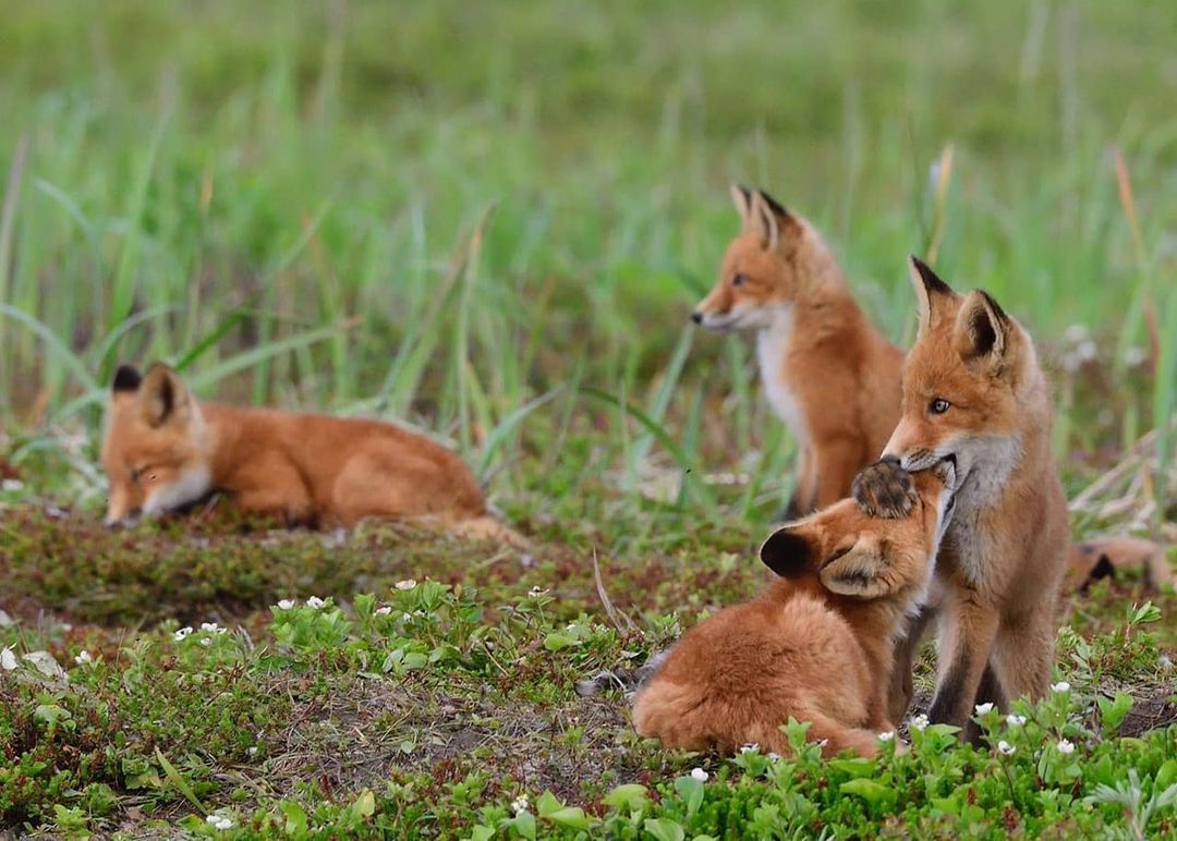 Two families of foxes living together were found in the Kamchatka National Park - Fox, Fox cubs, Wild animals, Kamchatka, National park, Reserves and sanctuaries, Redheads, Milota, , Interesting, Positive, Video, Longpost