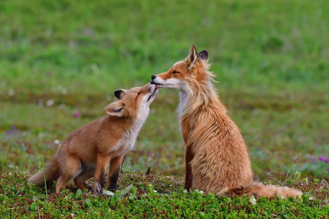 Two families of foxes living together were found in the Kamchatka National Park - Fox, Fox cubs, Wild animals, Kamchatka, National park, Reserves and sanctuaries, Redheads, Milota, , Interesting, Positive, Video, Longpost