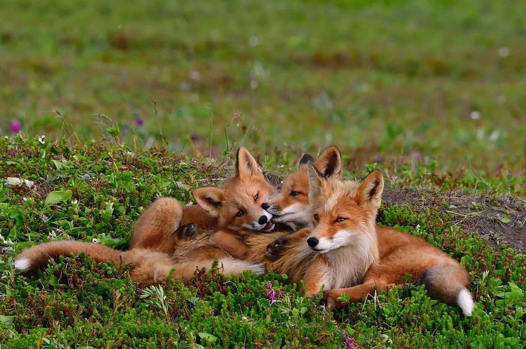 Two families of foxes living together were found in the Kamchatka National Park - Fox, Fox cubs, Wild animals, Kamchatka, National park, Reserves and sanctuaries, Redheads, Milota, , Interesting, Positive, Video, Longpost