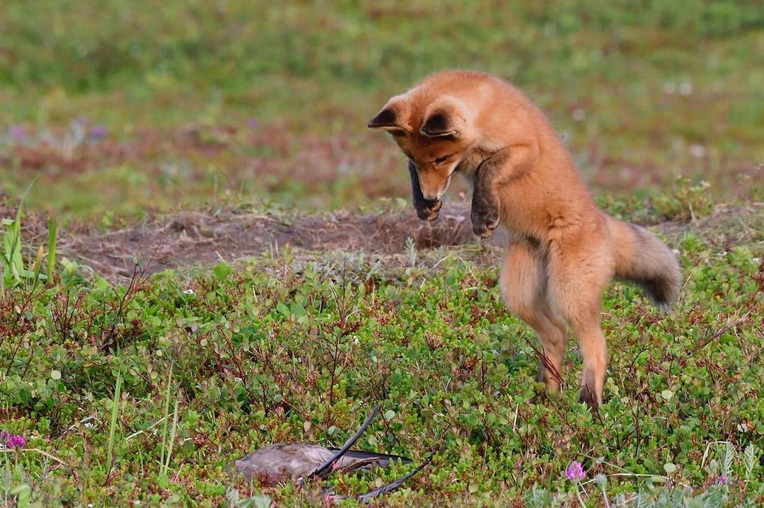 Two families of foxes living together were found in the Kamchatka National Park - Fox, Fox cubs, Wild animals, Kamchatka, National park, Reserves and sanctuaries, Redheads, Milota, , Interesting, Positive, Video, Longpost