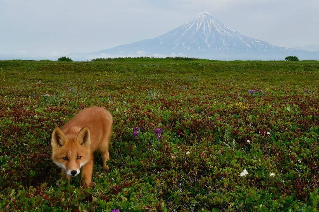 Two families of foxes living together were found in the Kamchatka National Park - Fox, Fox cubs, Wild animals, Kamchatka, National park, Reserves and sanctuaries, Redheads, Milota, , Interesting, Positive, Video, Longpost