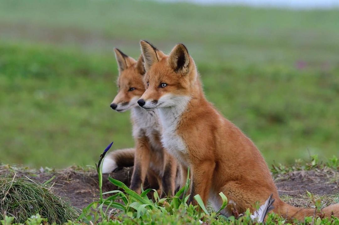 Two families of foxes living together were found in the Kamchatka National Park - Fox, Fox cubs, Wild animals, Kamchatka, National park, Reserves and sanctuaries, Redheads, Milota, , Interesting, Positive, Video, Longpost