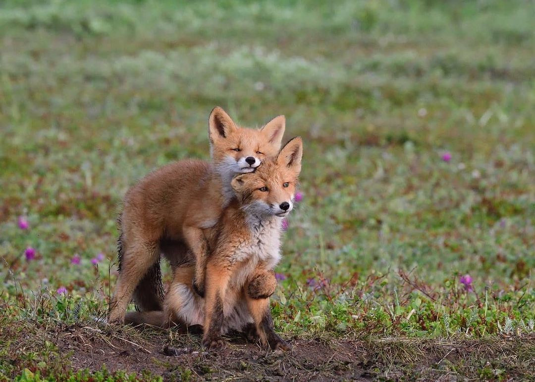 Two families of foxes living together were found in the Kamchatka National Park - Fox, Fox cubs, Wild animals, Kamchatka, National park, Reserves and sanctuaries, Redheads, Milota, , Interesting, Positive, Video, Longpost