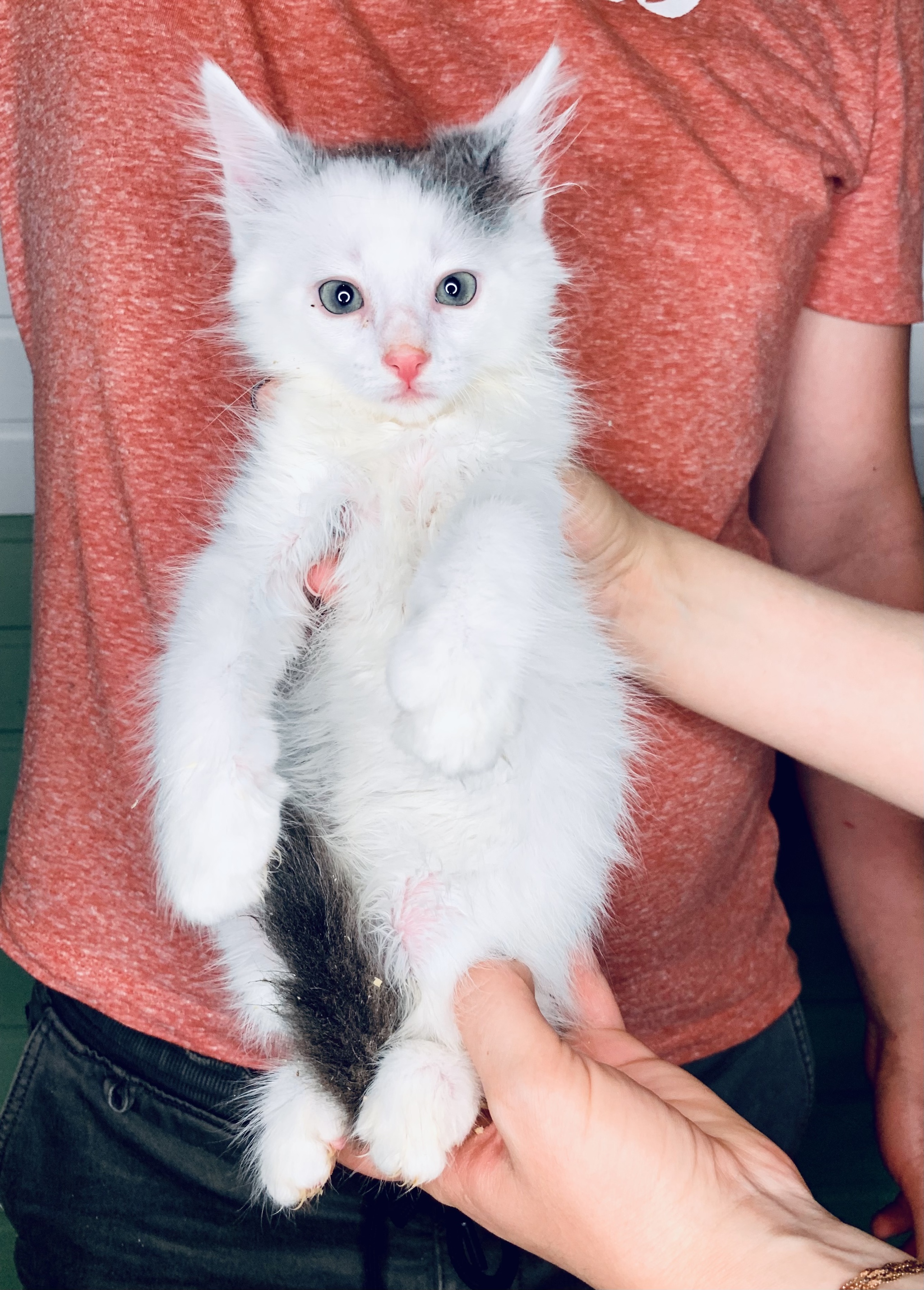 Continuation of the post “The kittens were thrown out to the church in a box. - My, Kittens, In good hands, Saint Petersburg, Leningrad region, Meanness, cat, Foundling, Kindness, , Homeless animals, Animals, Help, No rating, Video, Reply to post, Longpost