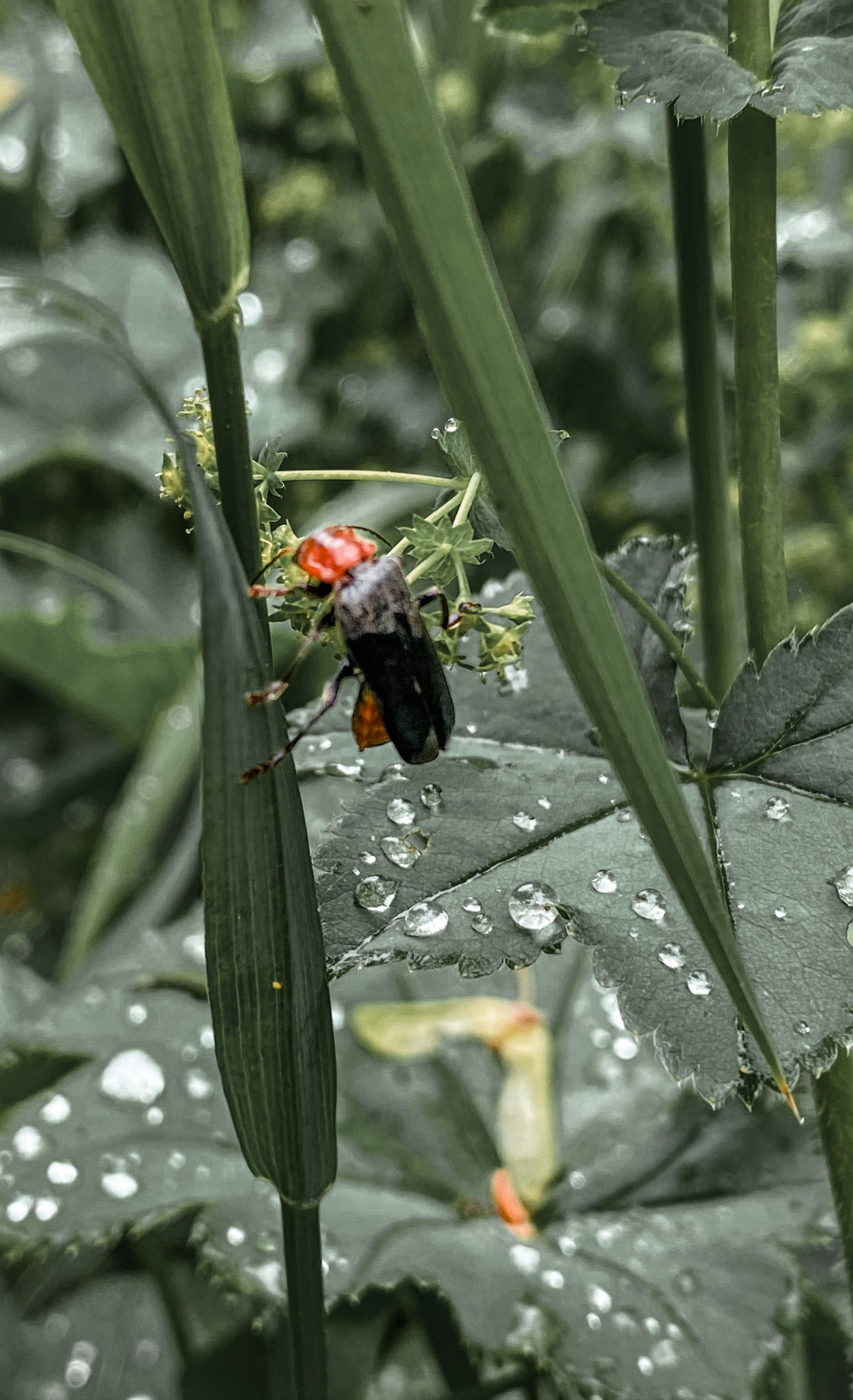 Cloudy with a chance of rain - My, Mobile photography, The photo, Flowers, Insects, Rain, Summer, Longpost