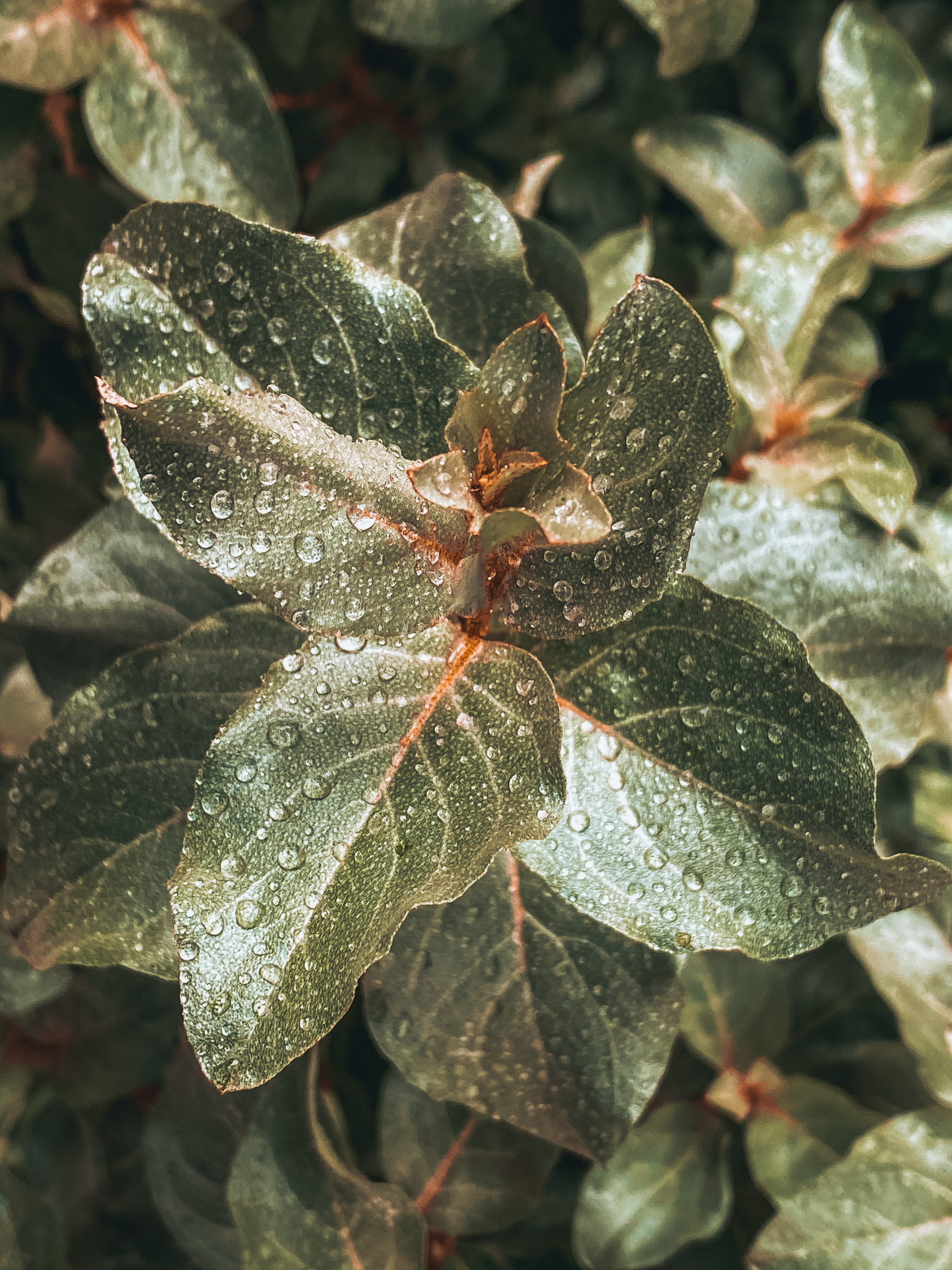 Cloudy with a chance of rain - My, Mobile photography, The photo, Flowers, Insects, Rain, Summer, Longpost