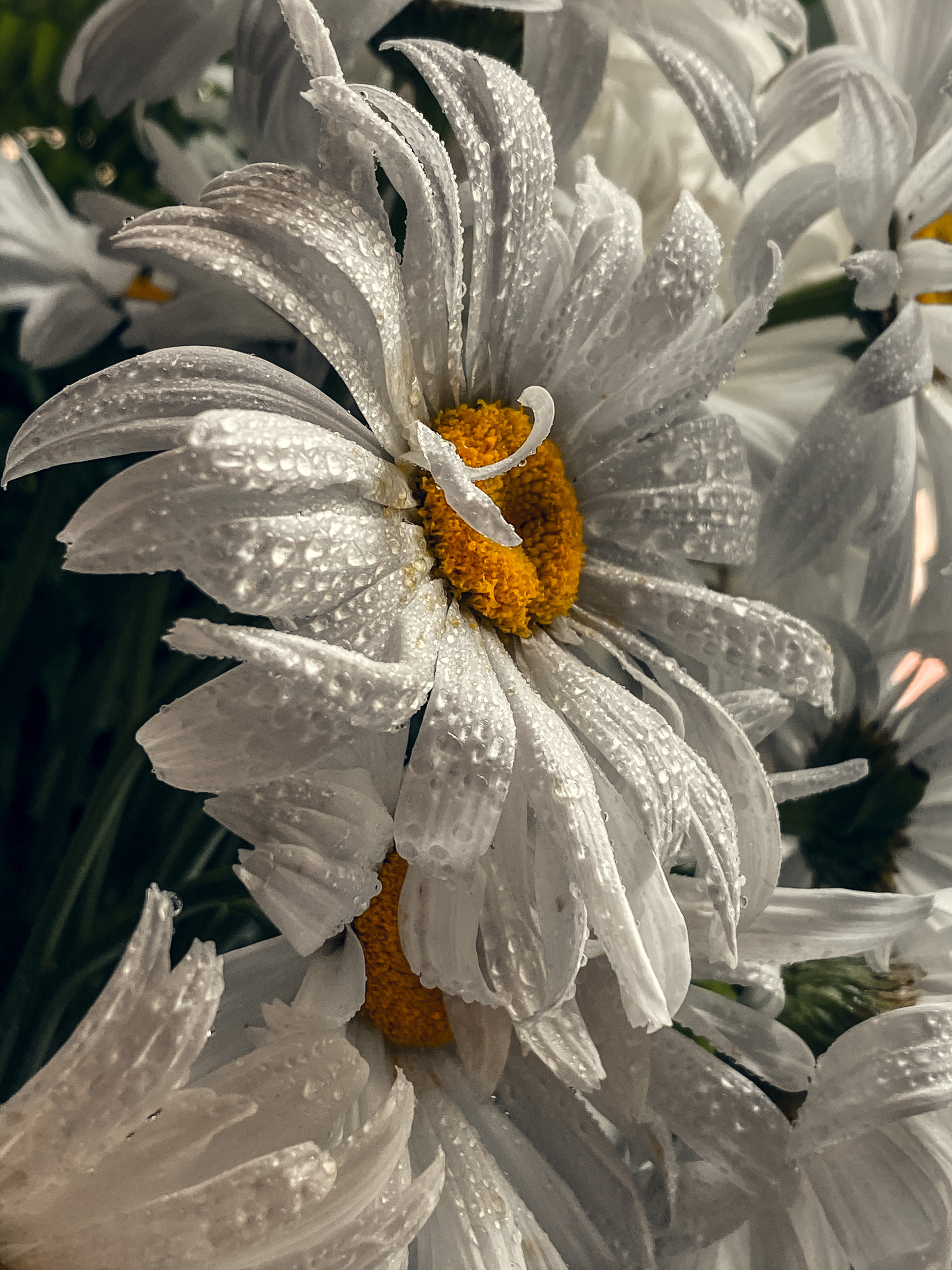 Cloudy with a chance of rain - My, Mobile photography, The photo, Flowers, Insects, Rain, Summer, Longpost