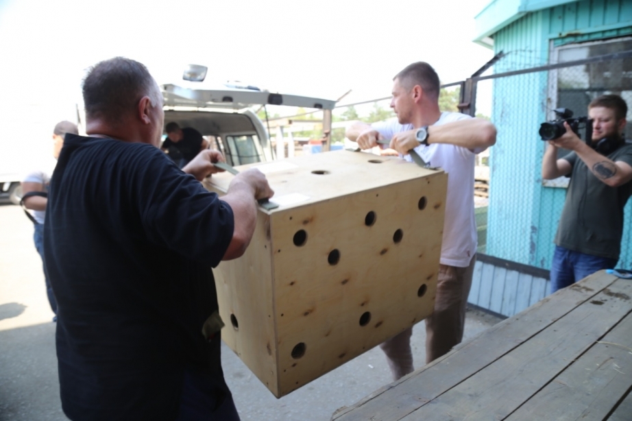 Bear cubs Varvara and Bagrat arrived for rehabilitation from Chelyabinsk to the Khabarovsk Territory - The Bears, Teddy bears, Wild animals, Animal Rescue, Khabarovsk region, Rehabilitation centers, Animal protection, Animal defenders, , Дальний Восток, Longpost, Video